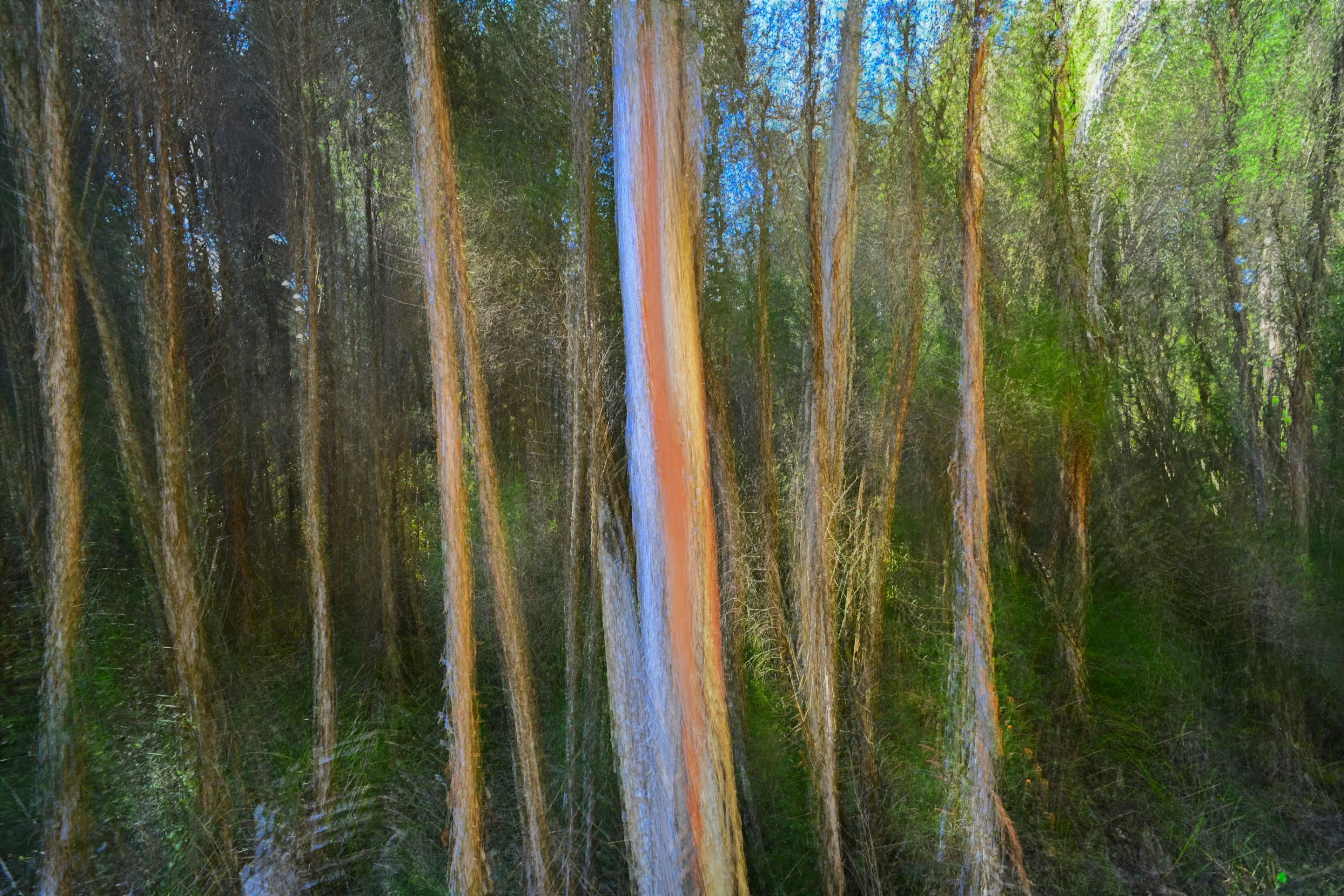 Spectral Forest