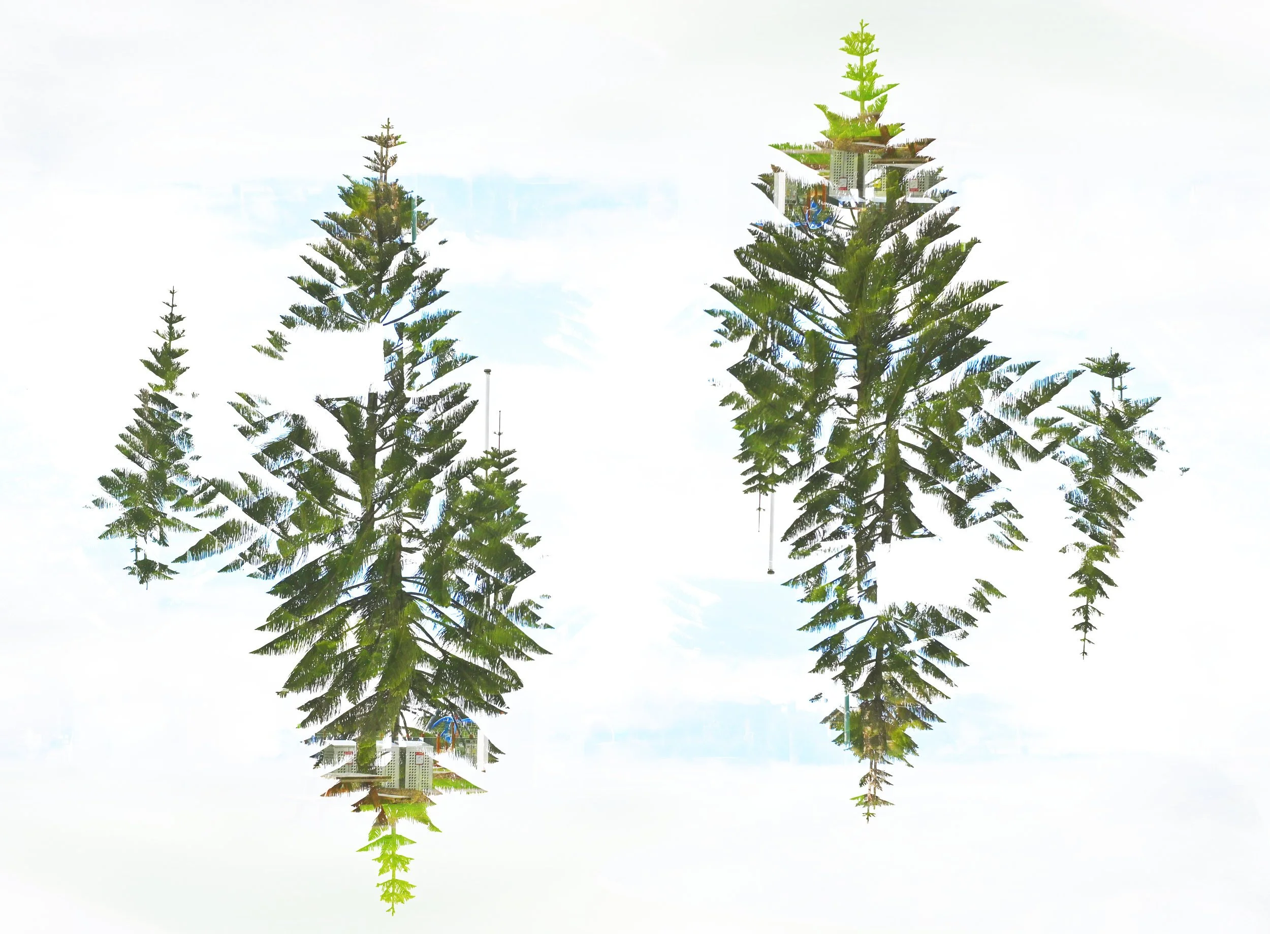 The Pines