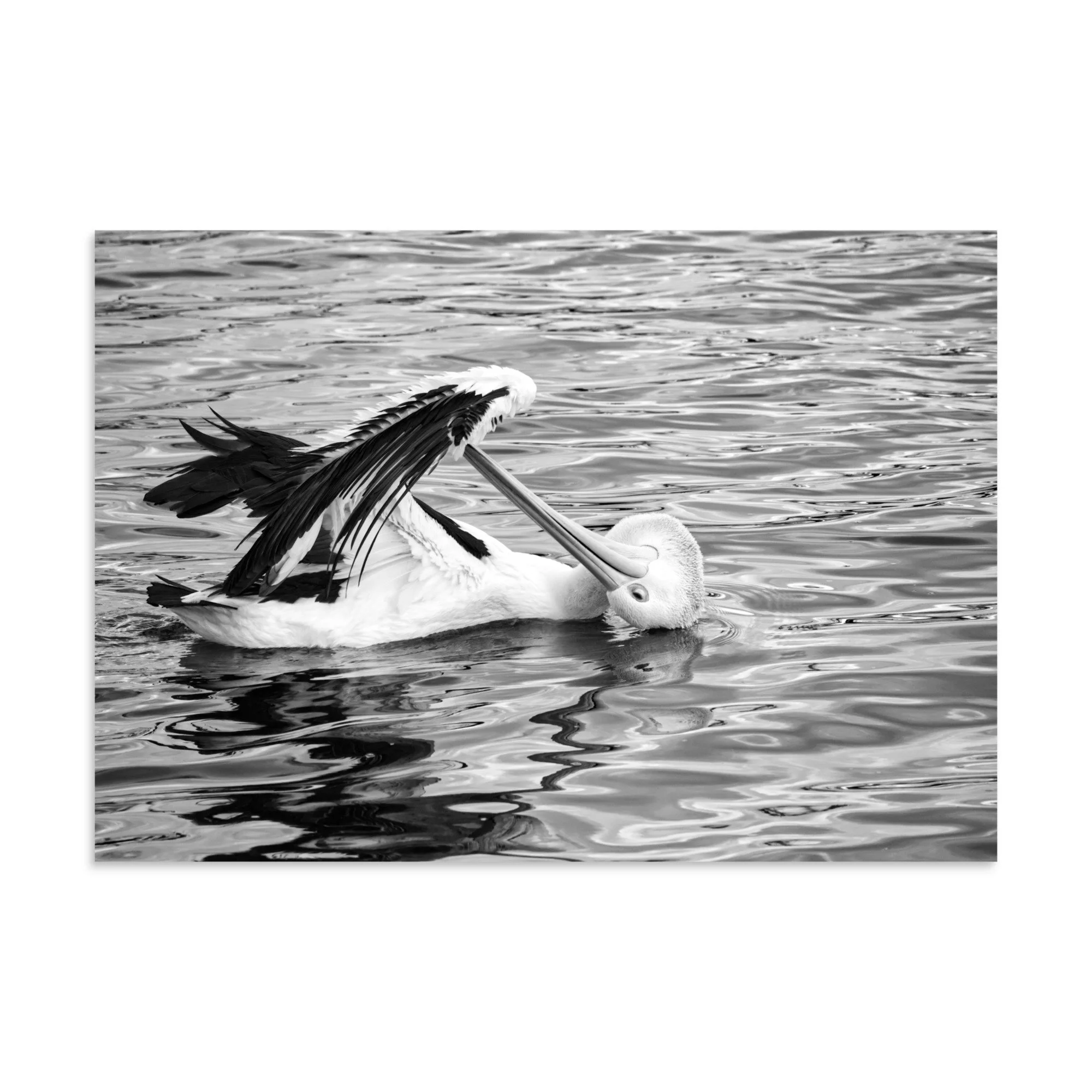 An Australian pelican preening itself in the harbour at Lakes Entrance, Victoria.
