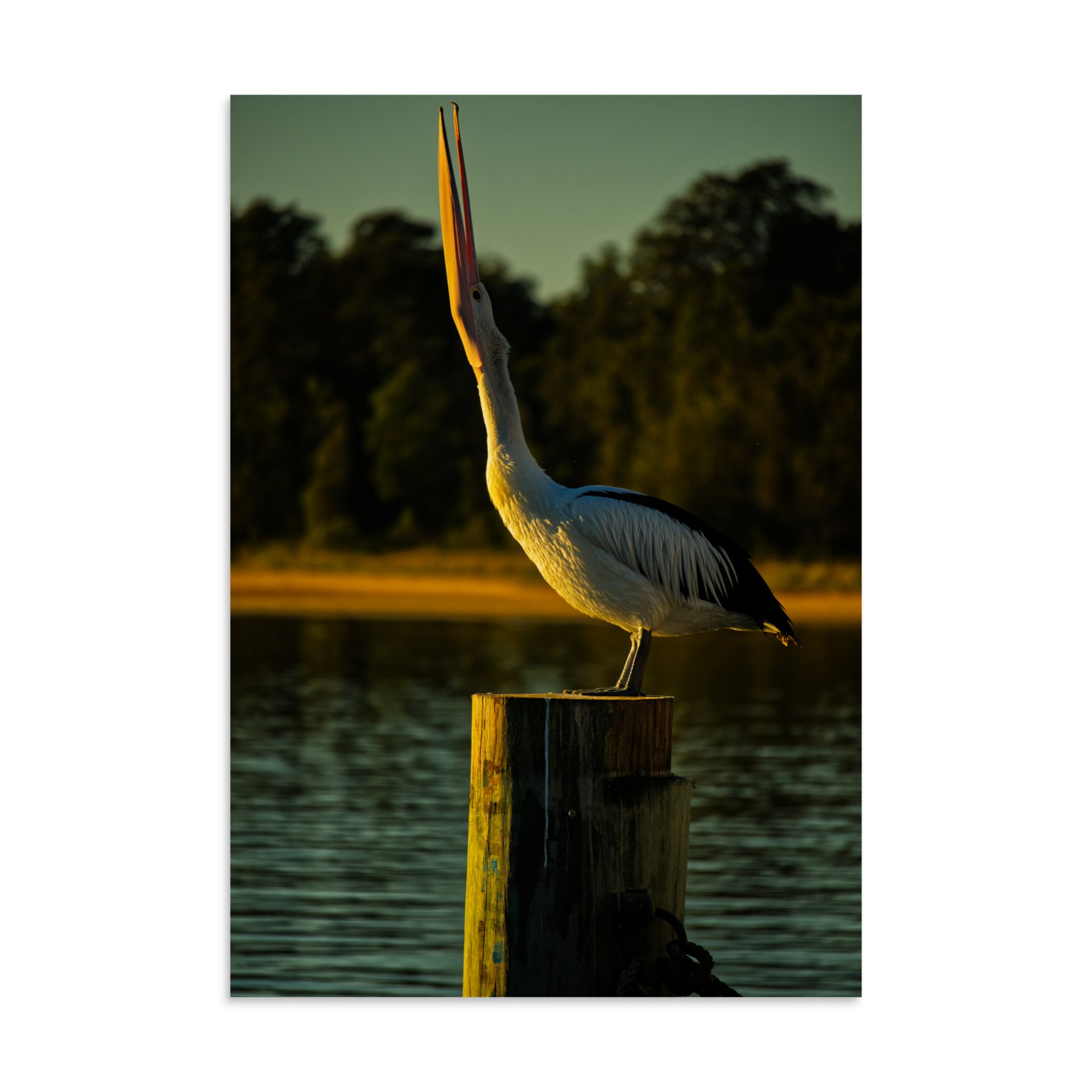 An Australian pelican sunbathing, perched on a wooden pier post during golden hour sunrise at Lakes Entrance, Victoria.