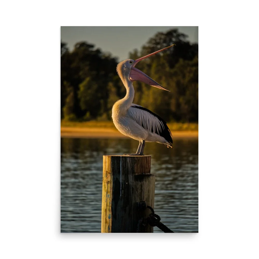 An Australian pelican with its beak wide open, perched on a wooden pier post during golden hour sunset at Lakes Entrance, Victoria.