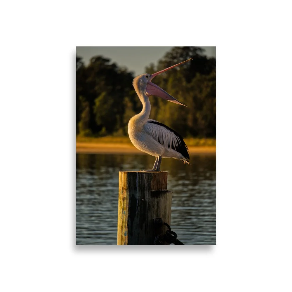 An Australian pelican with its beak wide open, perched on a wooden pier post during golden hour sunset at Lakes Entrance, Victoria.