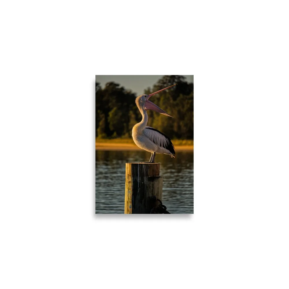 An Australian pelican with its beak wide open, perched on a wooden pier post during golden hour sunset at Lakes Entrance, Victoria.