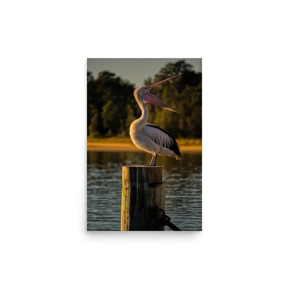 An Australian pelican with its beak wide open, perched on a wooden pier post during golden hour sunset at Lakes Entrance, Victoria.