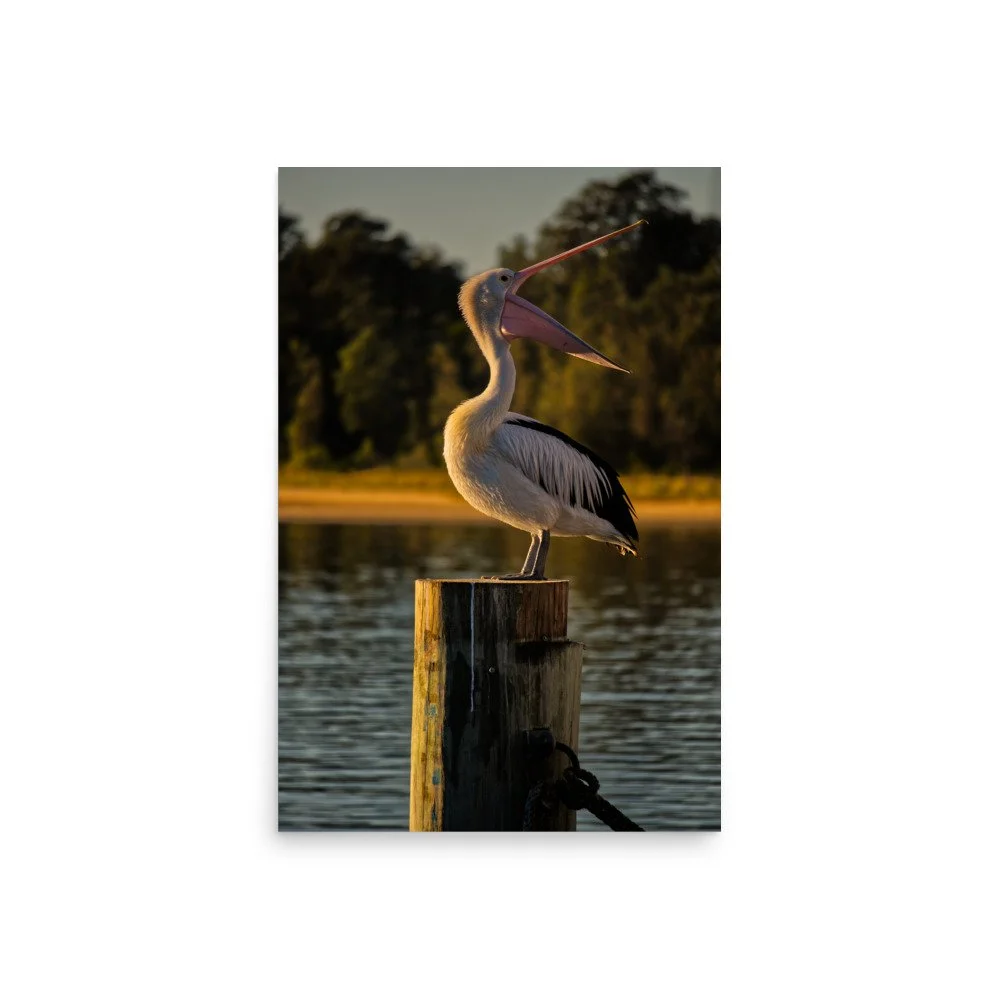 An Australian pelican with its beak wide open, perched on a wooden pier post during golden hour sunset at Lakes Entrance, Victoria.