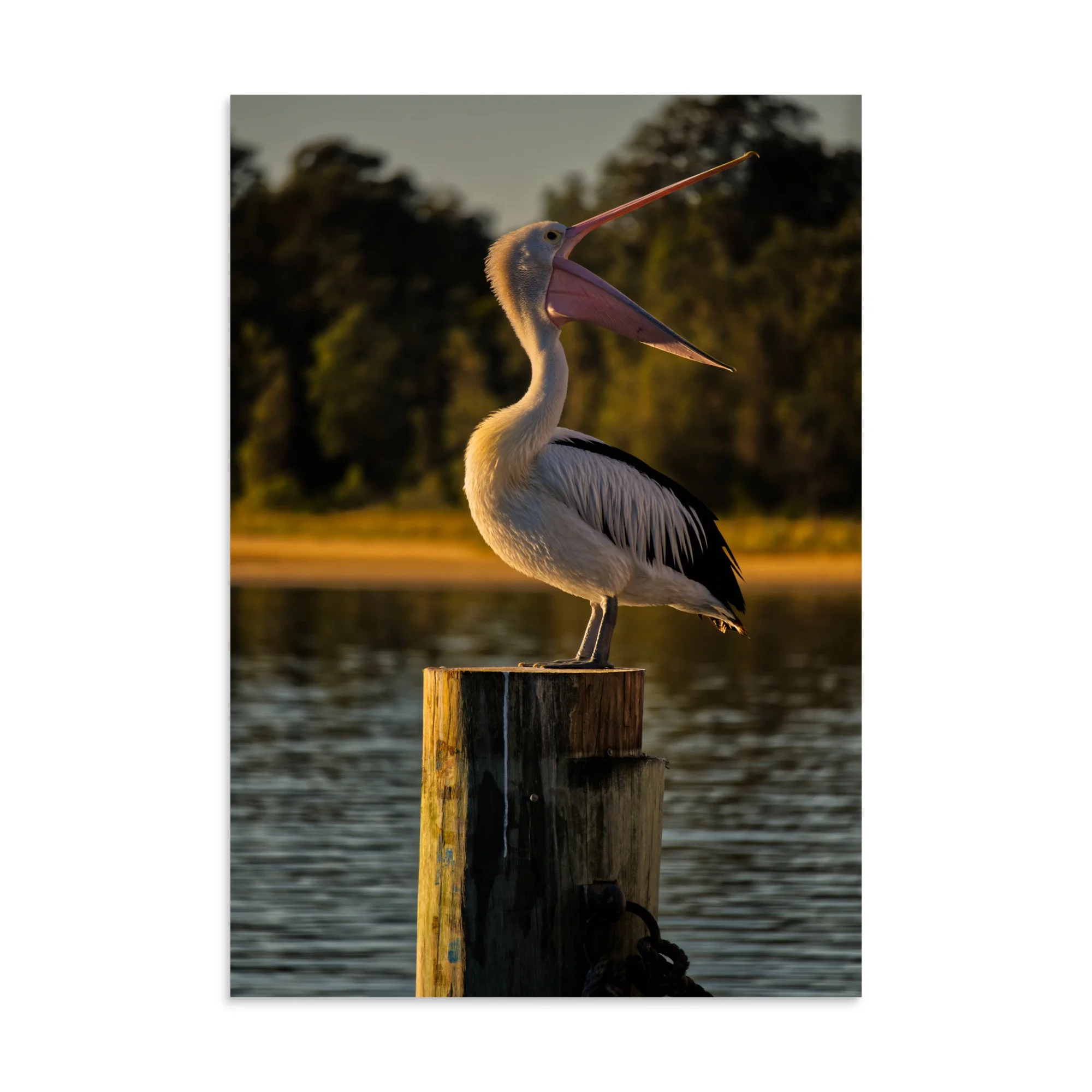 An Australian pelican with its beak wide open, perched on a wooden pier post during golden hour sunset at Lakes Entrance, Victoria.