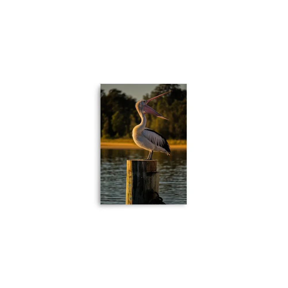 An Australian pelican with its beak wide open, perched on a wooden pier post during golden hour sunset at Lakes Entrance, Victoria.