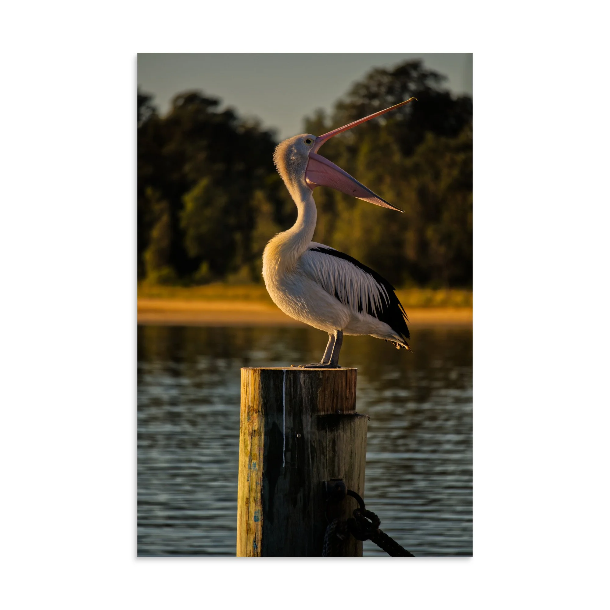 An Australian pelican with its beak wide open, perched on a wooden pier post during golden hour sunset at Lakes Entrance, Victoria.