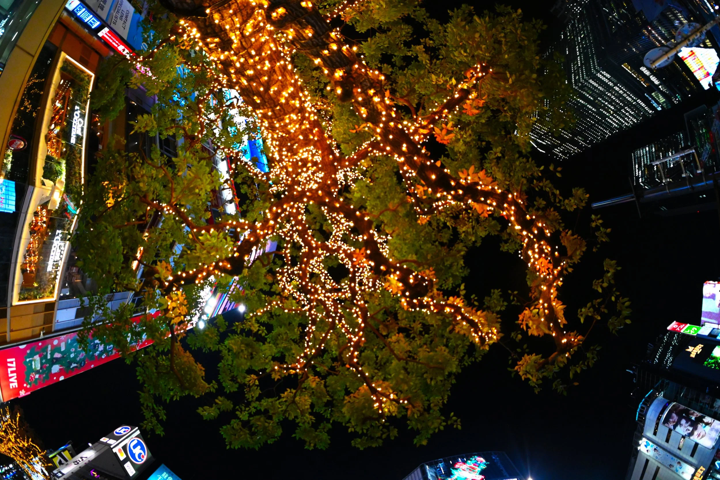 Under The Tree - Shibuya Scramble