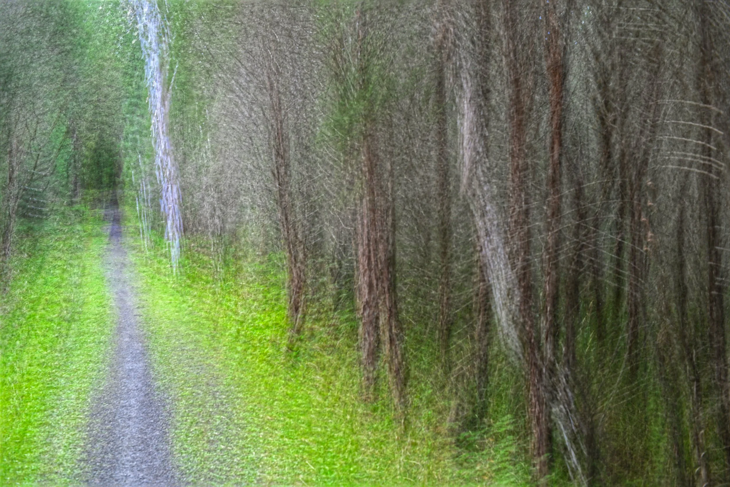 The Bush Path 