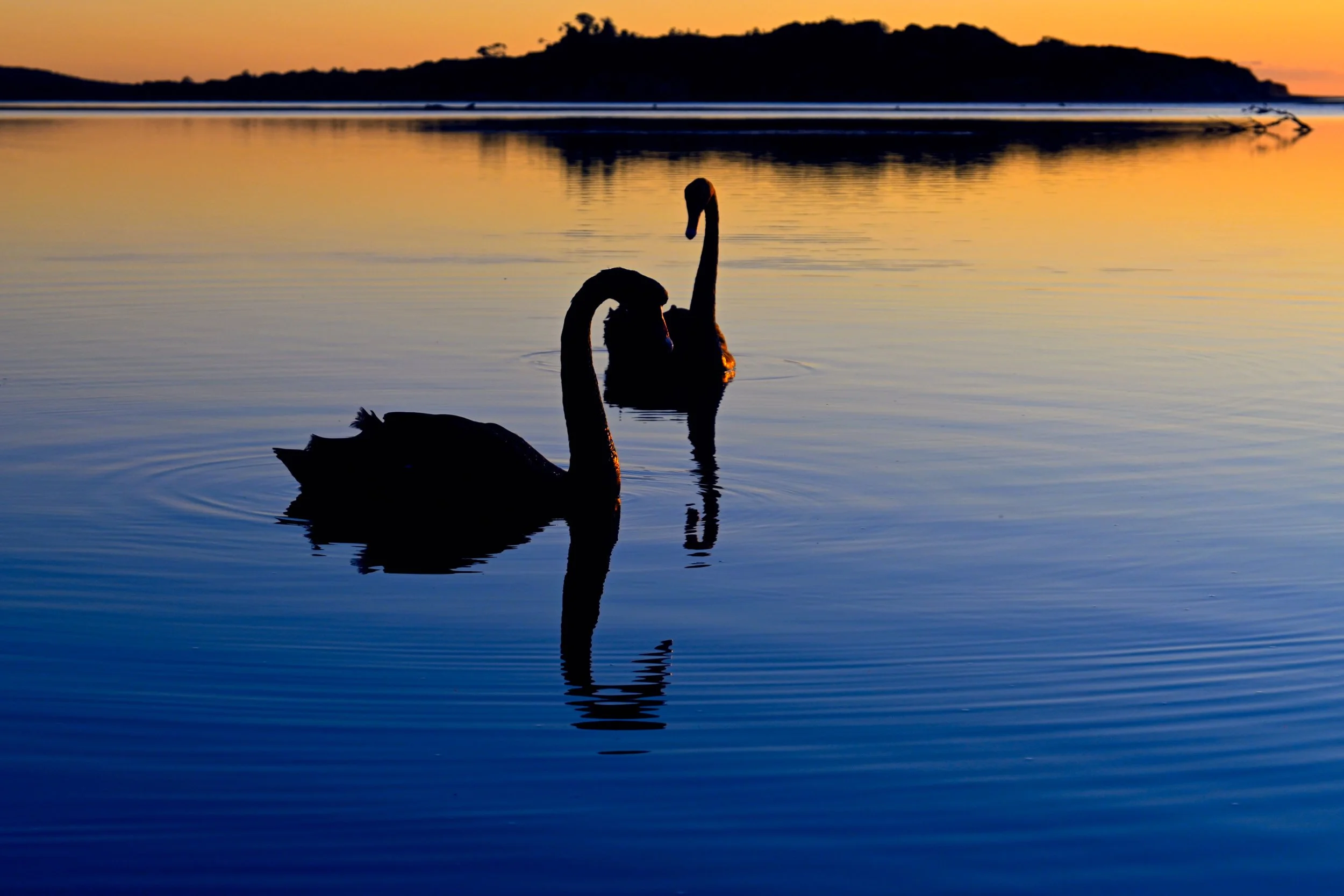 Black Swan Morning.jpg