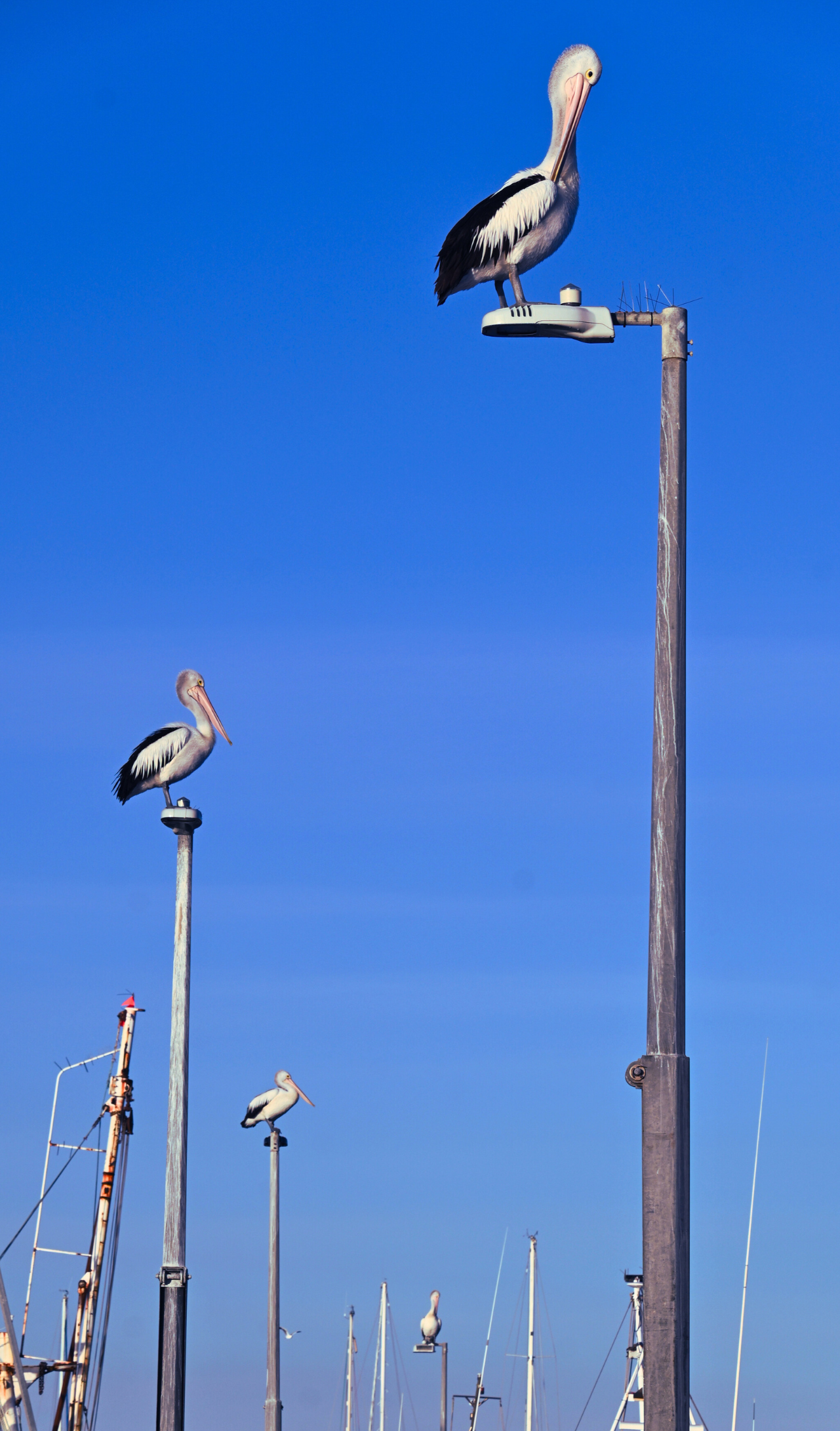 Several pelicans perched on boat masts against a clear blue sky.