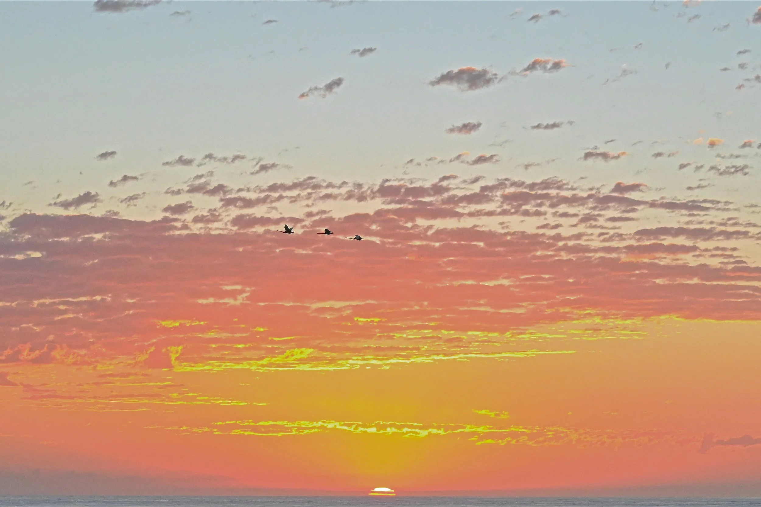 Three Swan at Sunrise - Lake Tyers