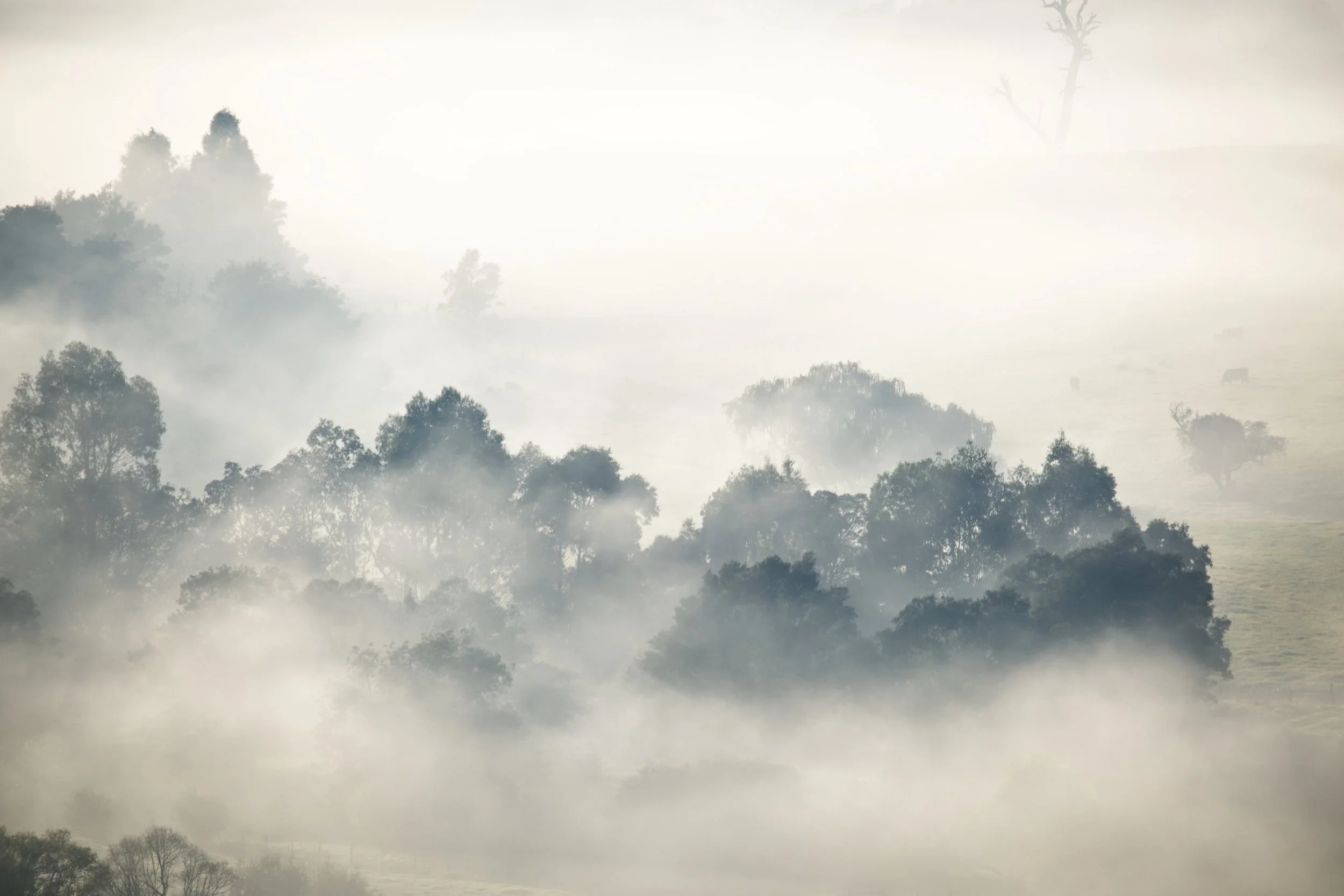 Trees and Foggy Morning Buchan Valley.jpg