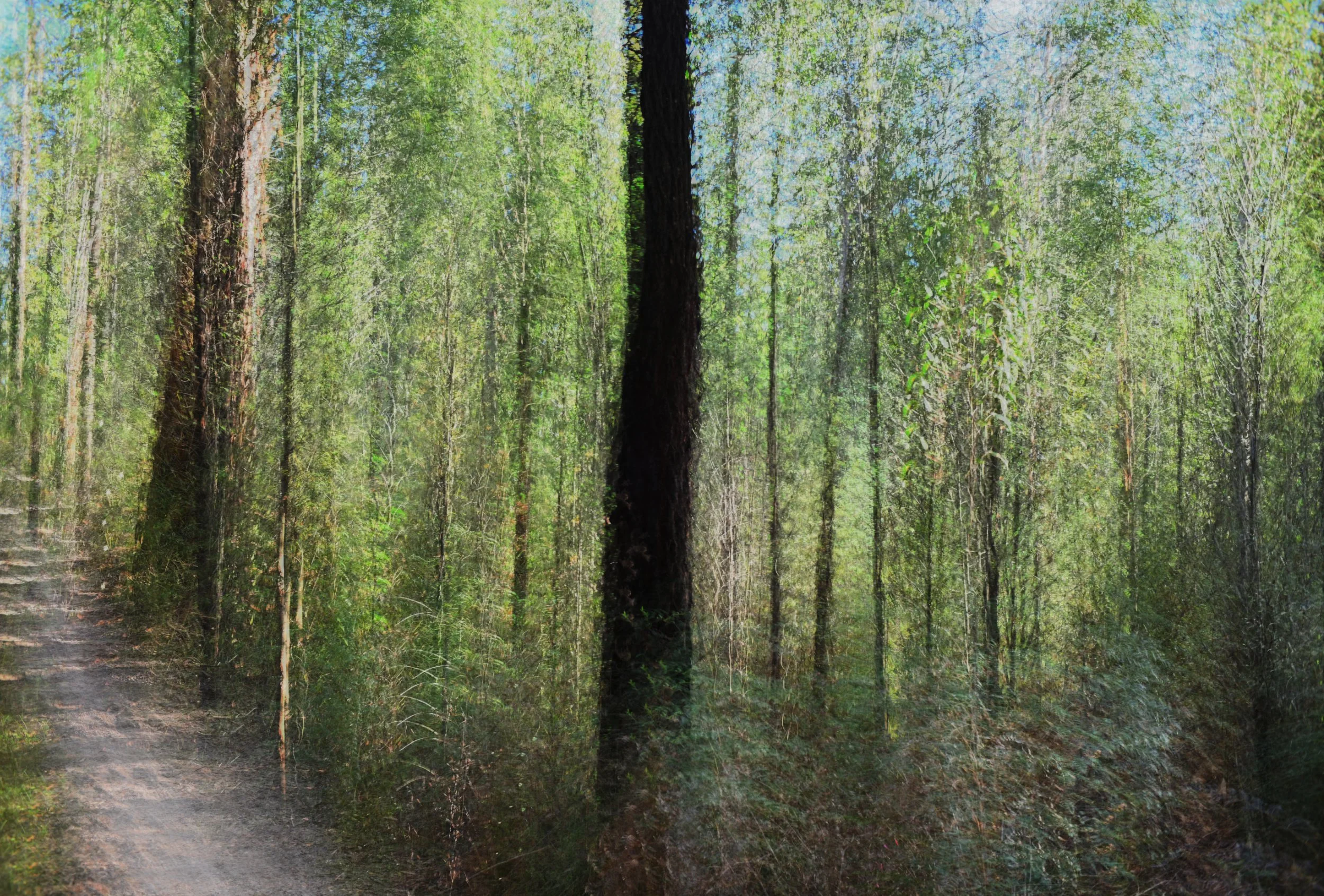 Forest Path