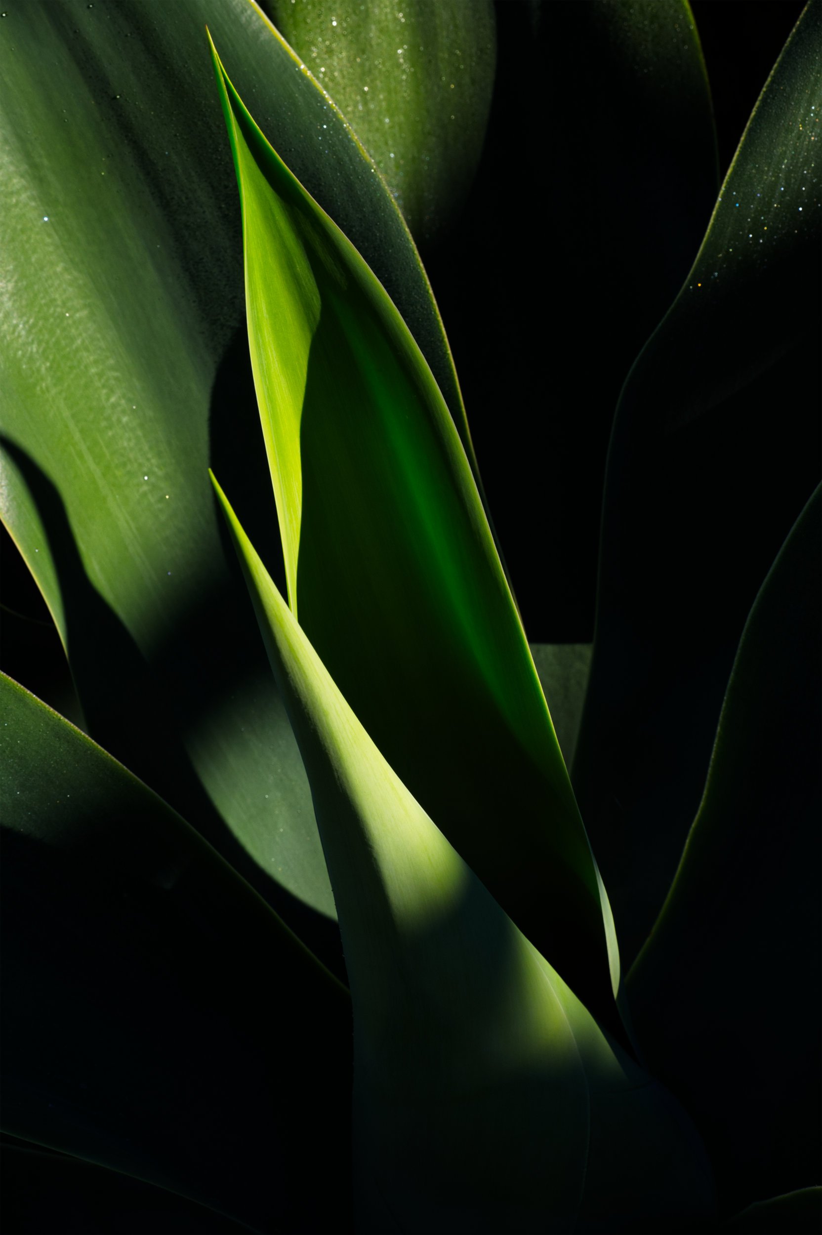 Foxtail Agave