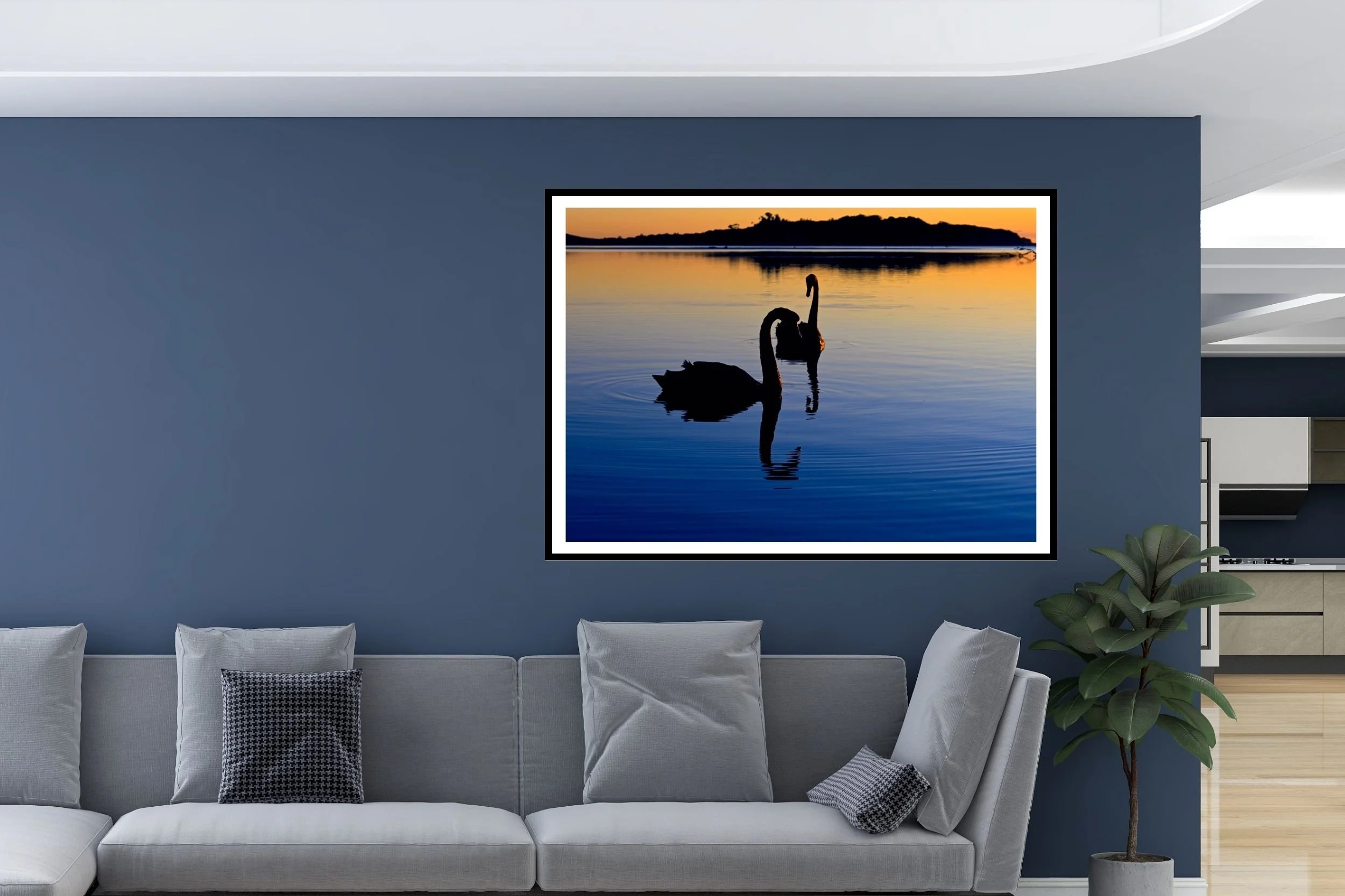 A pair of Black Swans swimming upclose at Lake Tyers in the beautiful Blue-Hour tones before sunrise.
