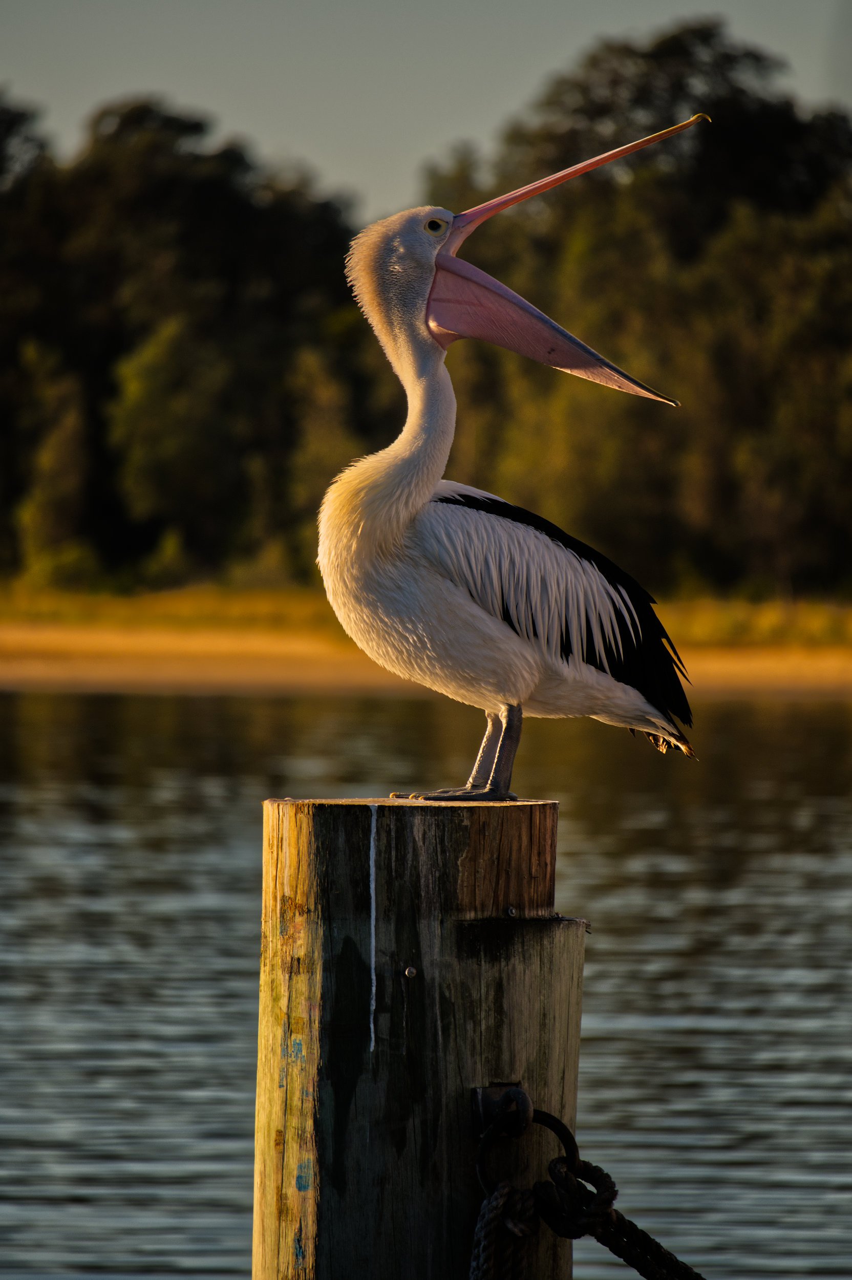 The Laughing Pelican