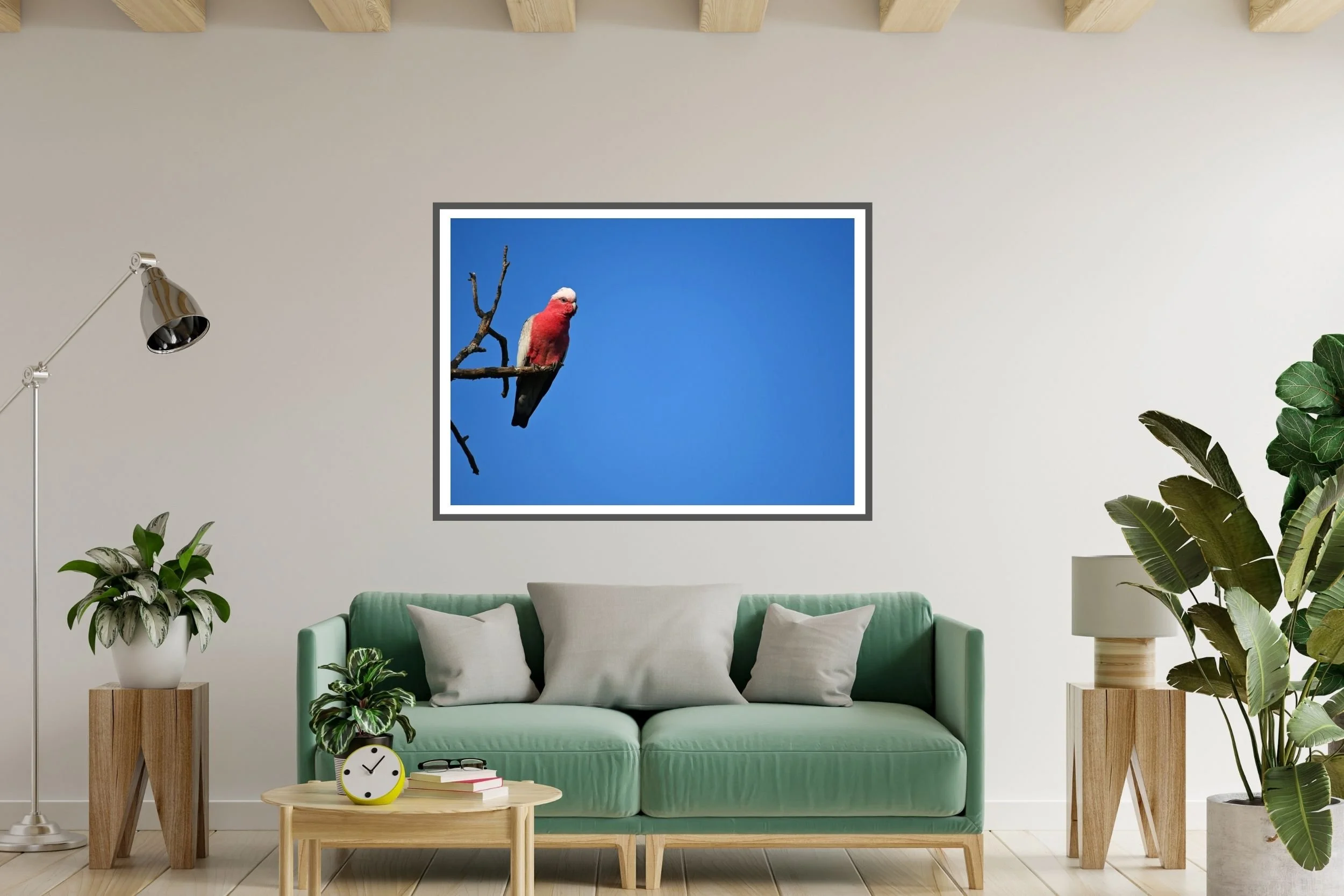 Striking Australian Galah photograph featuring vibrant pink tones against a deep blue sky.