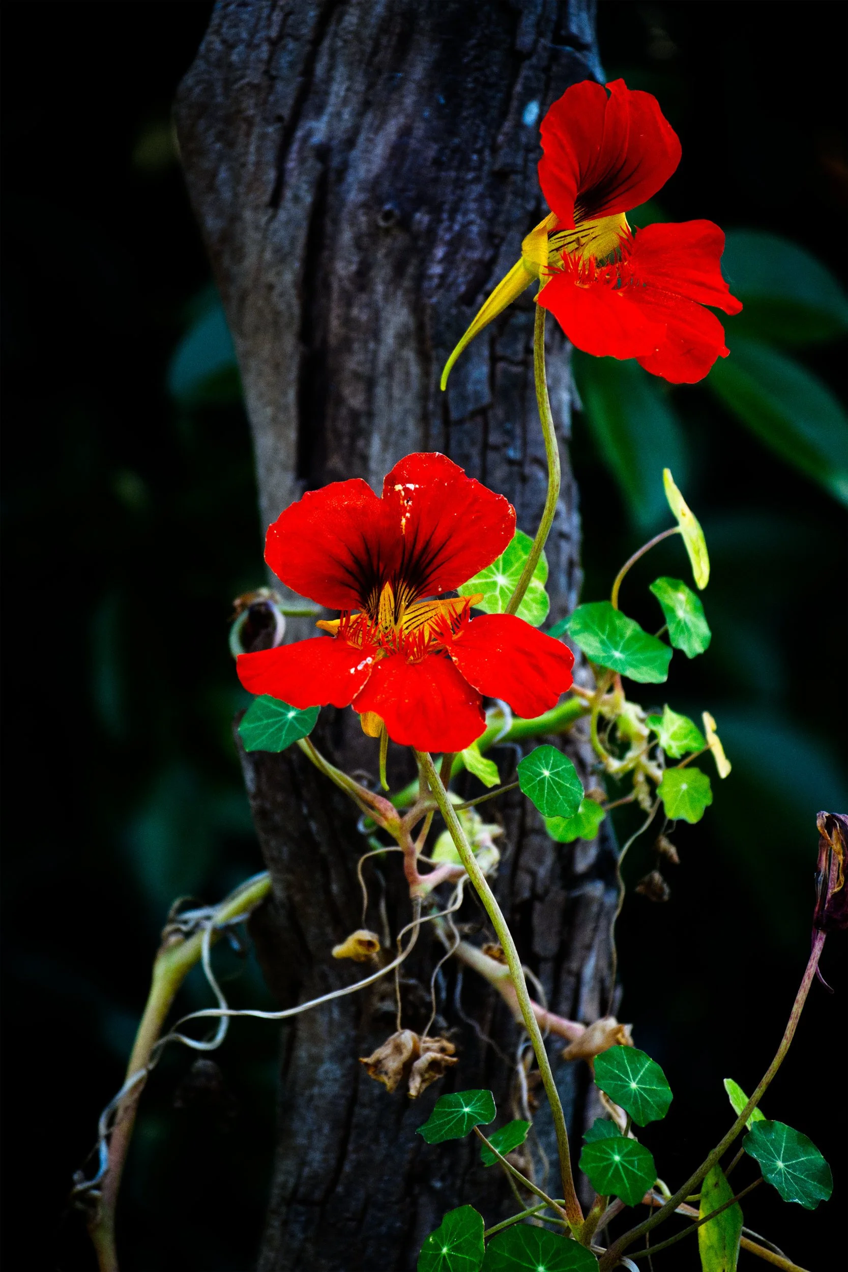 Red Nasturtium