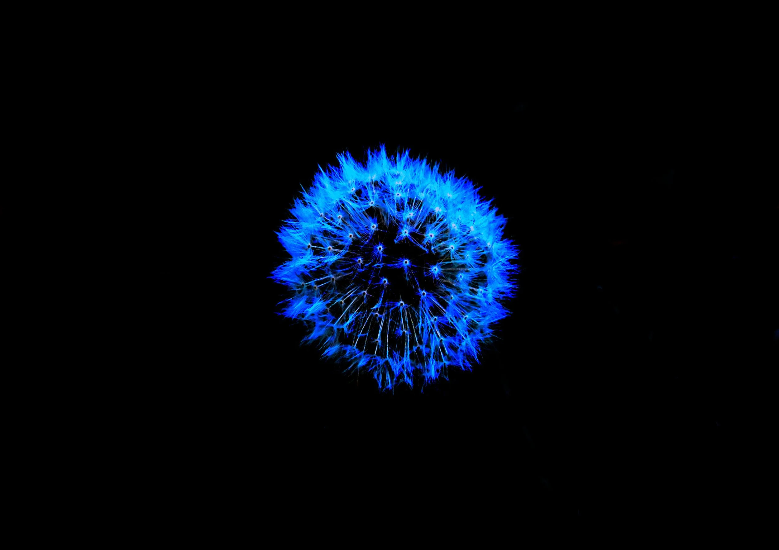A bright blue dandelion flower against a black background.
