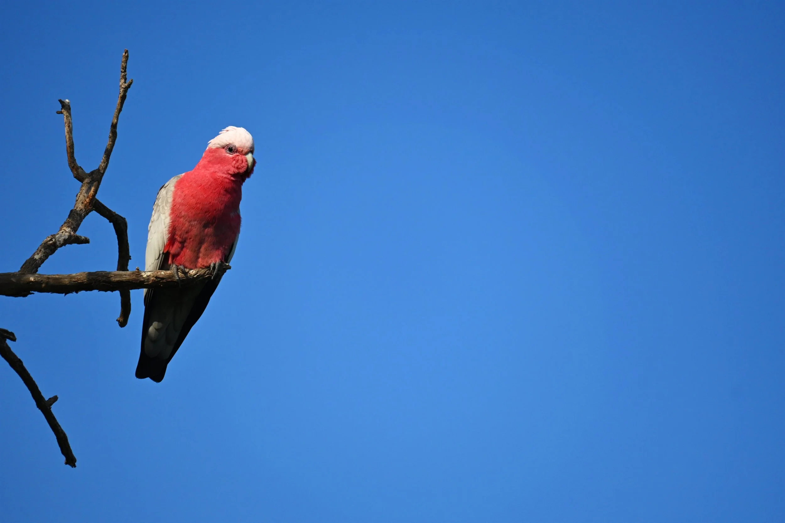 The Galah.jpg