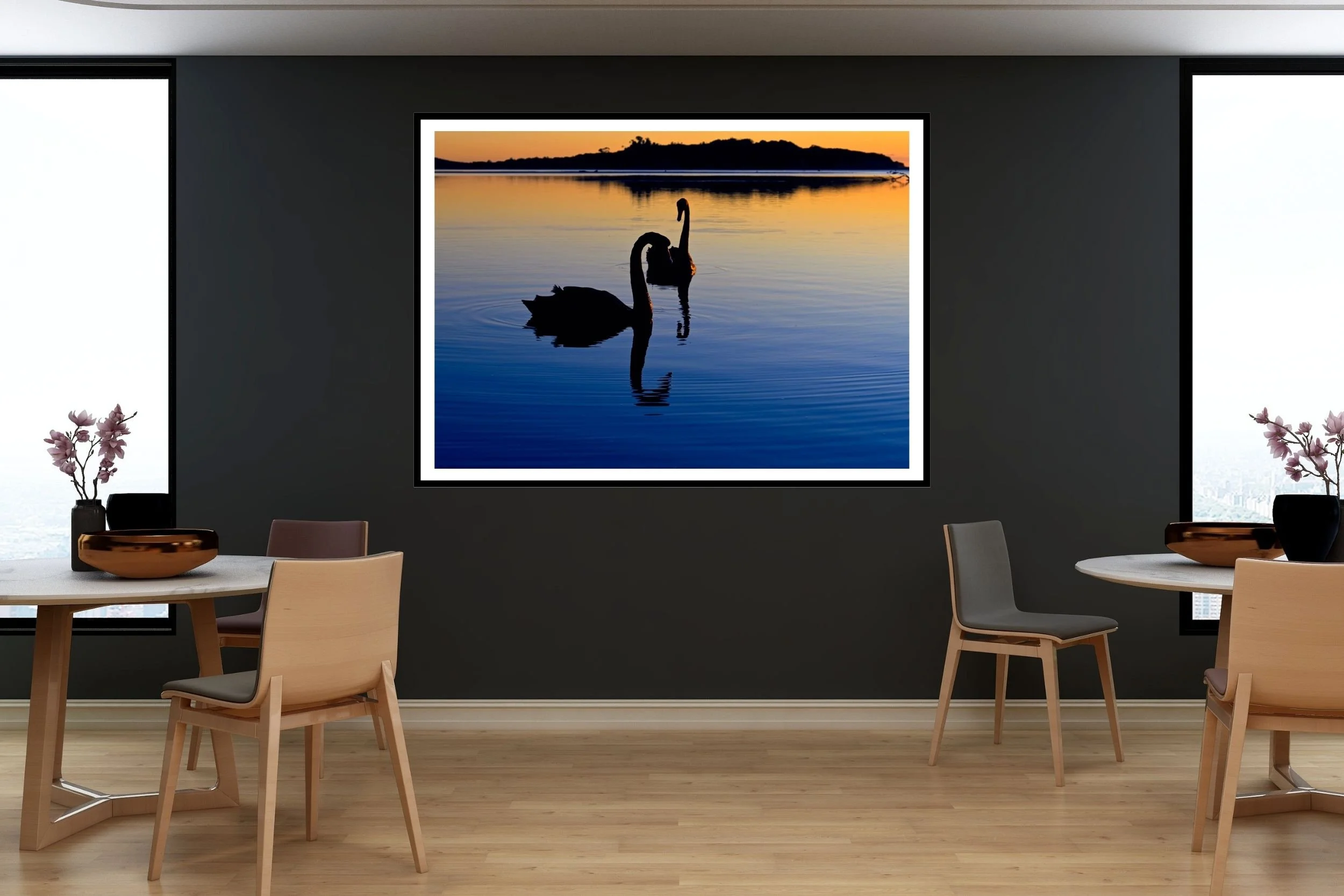 A pair of Black Swans swimming upclose at Lake Tyers in the beautiful Blue-Hour tones before sunrise.
