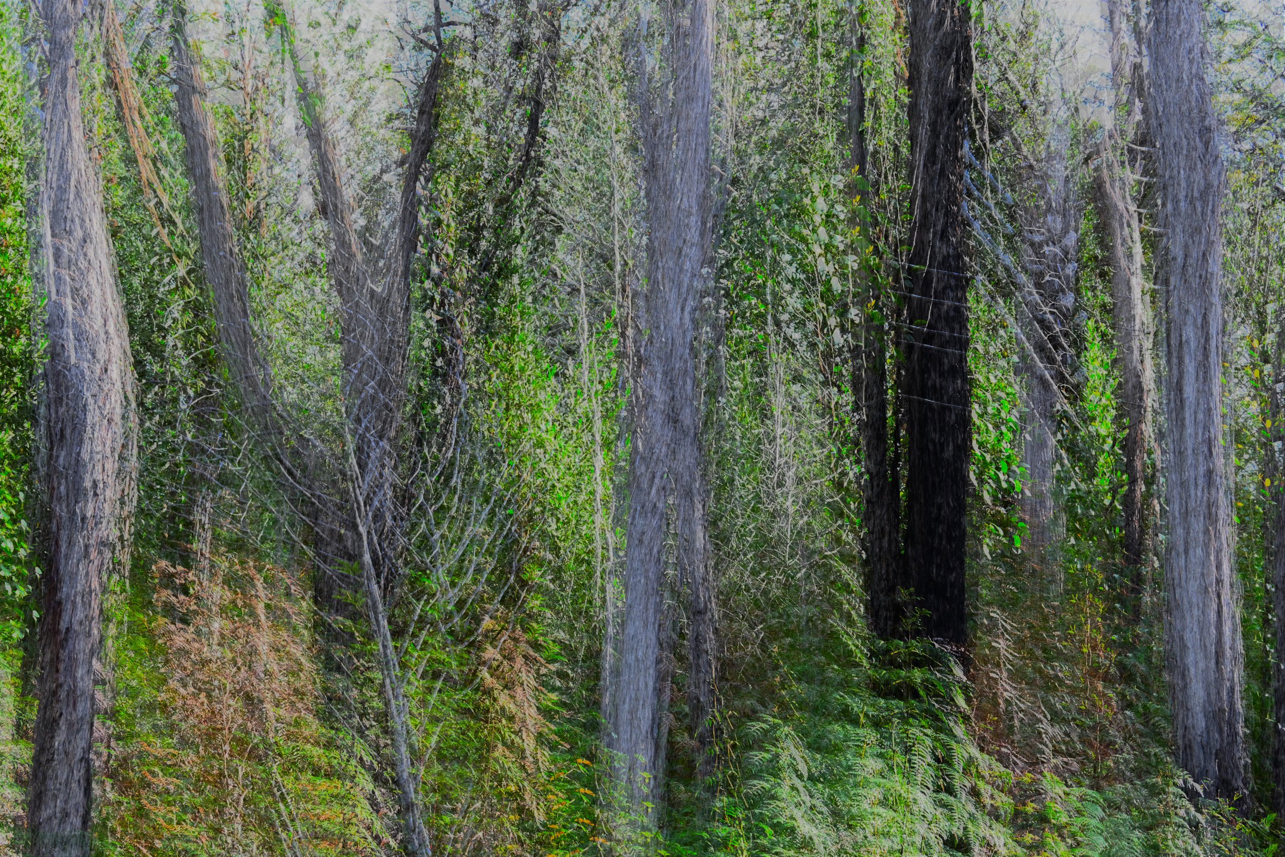 Echoes in The Forest