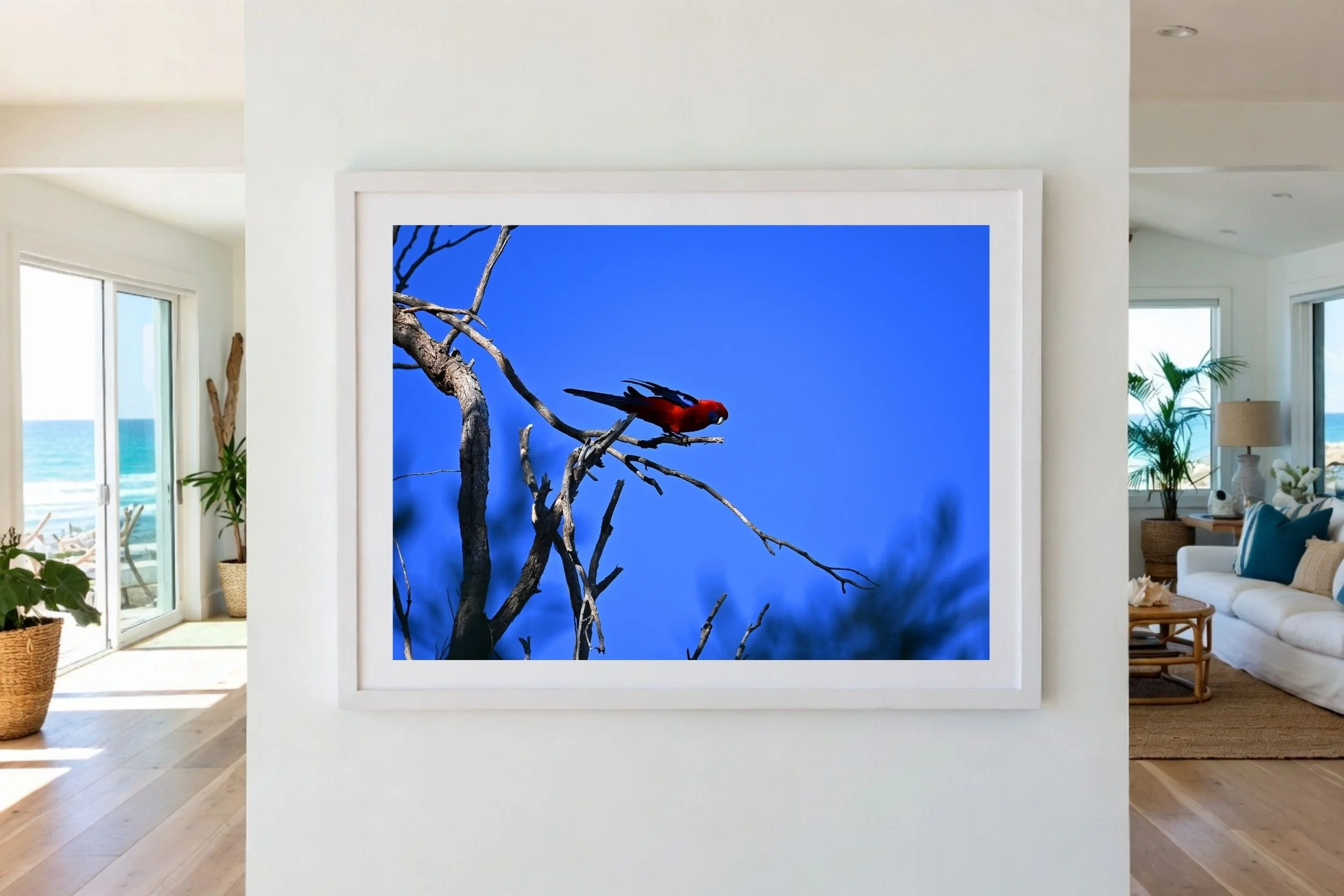 A striking Australian Rosella with its vibrant red and blue tones against a deep blue sky.