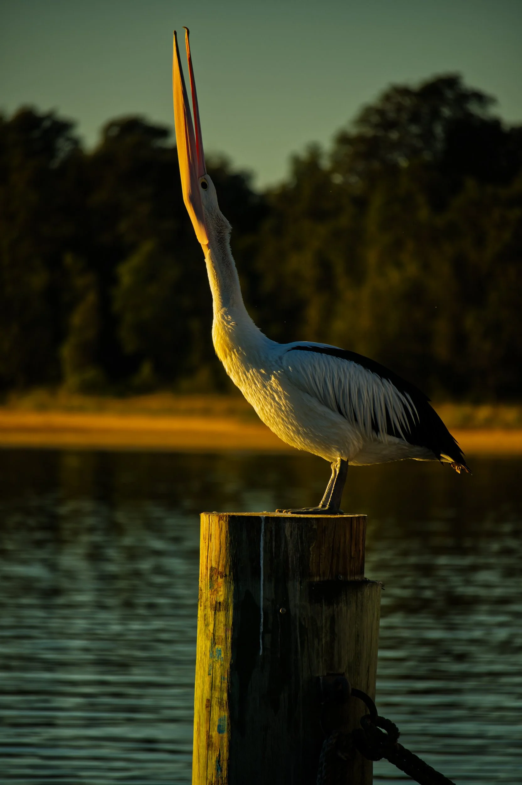 Sunbathing Pelican