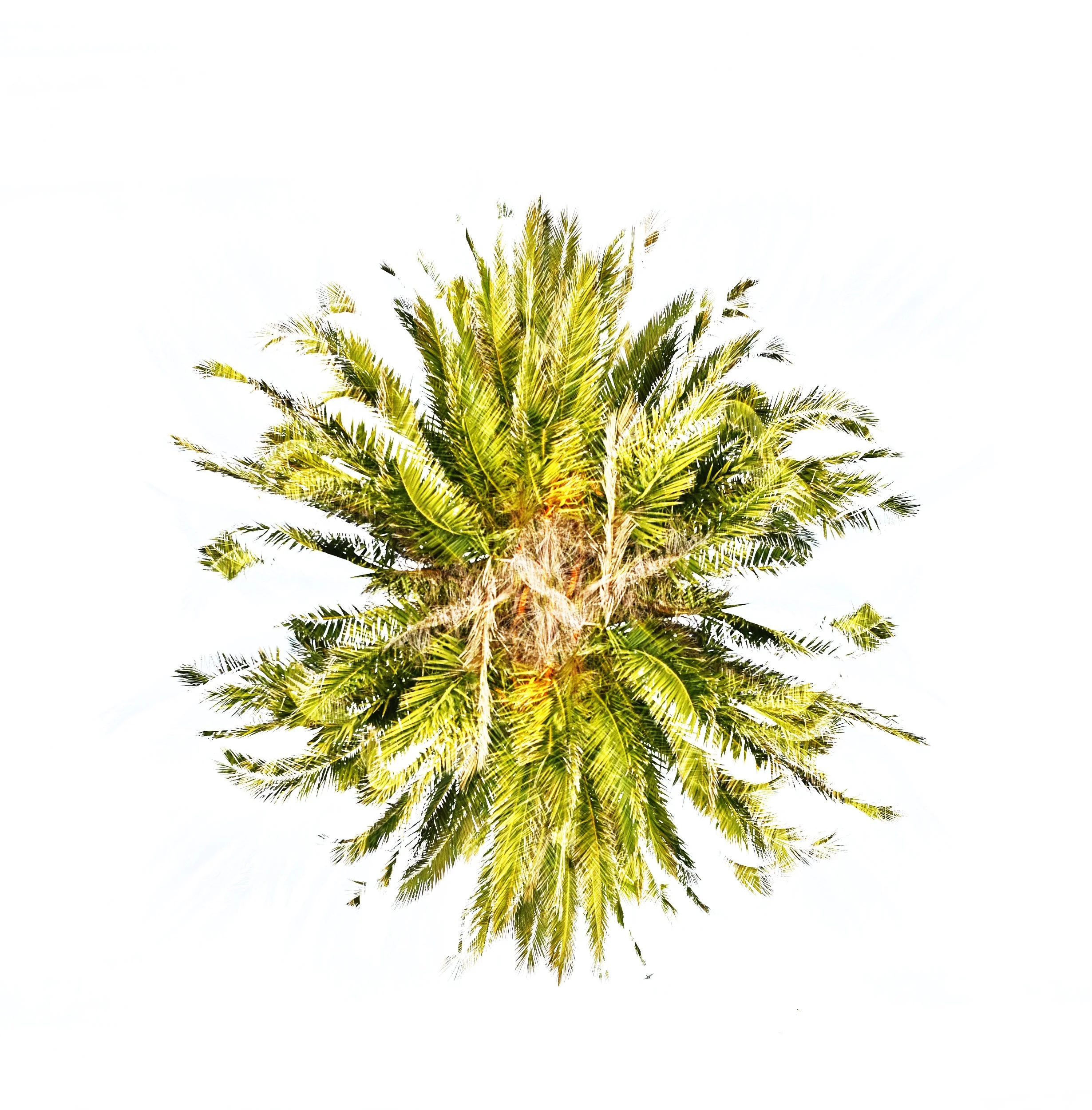 The Palm Tree