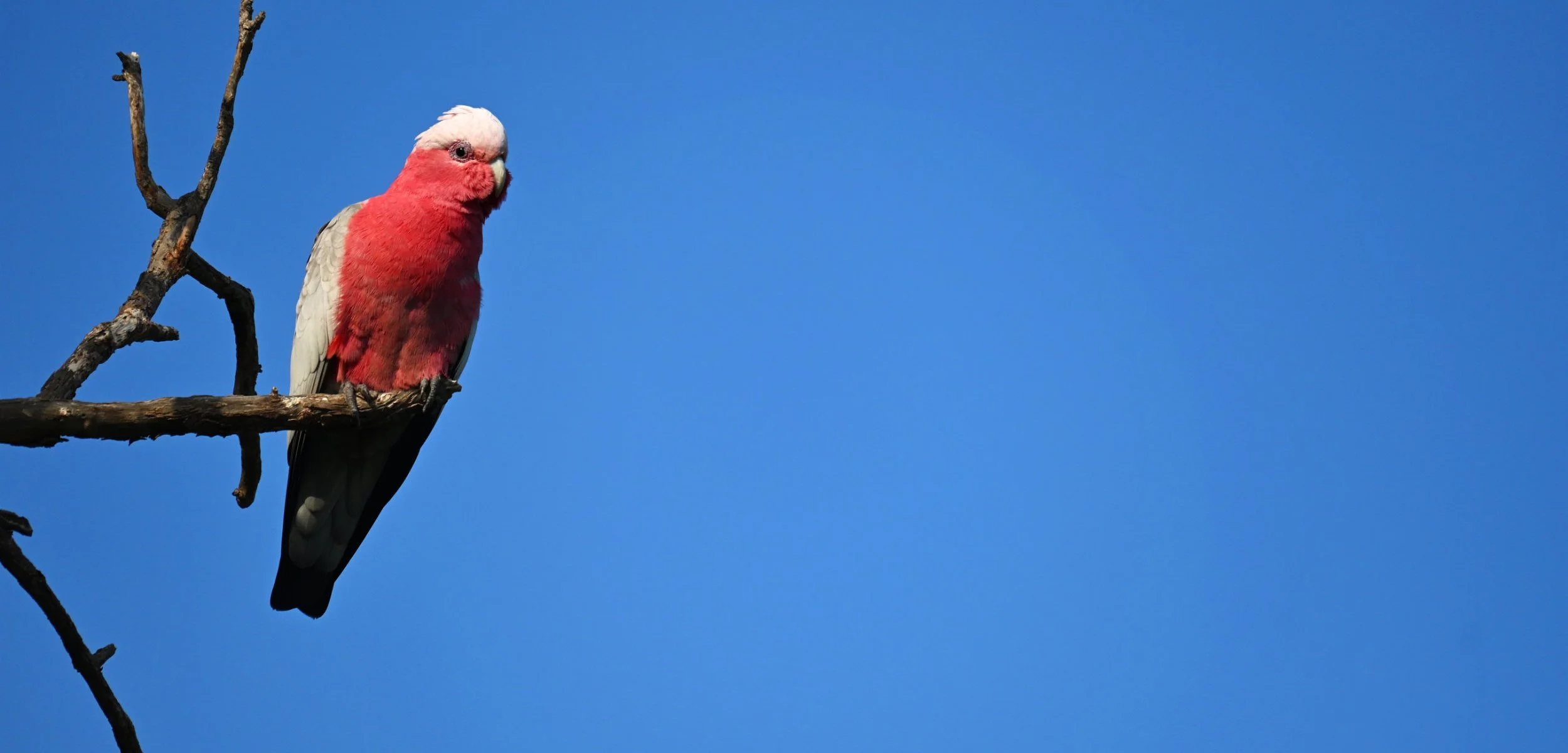The Galah.jpg