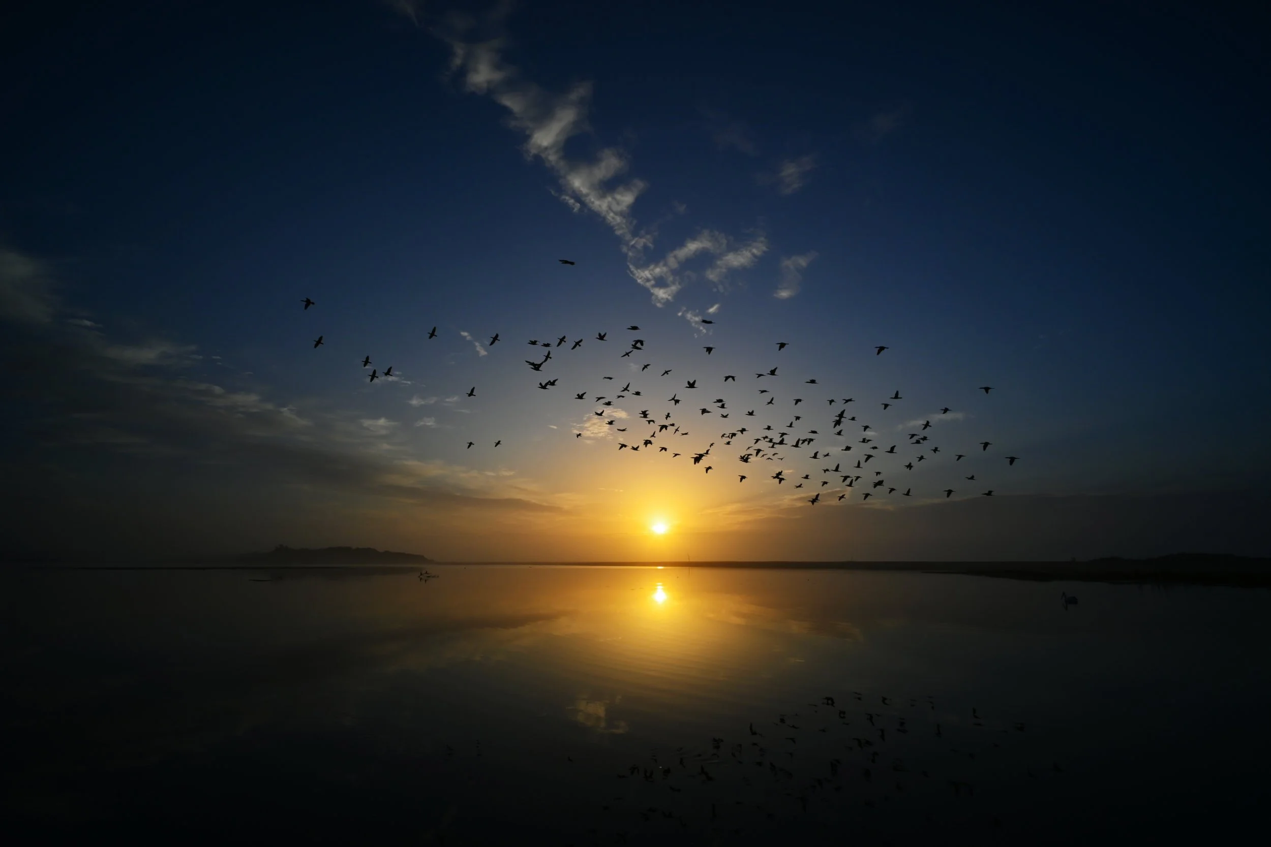 Flocking at Sunrise - Lake Tyers