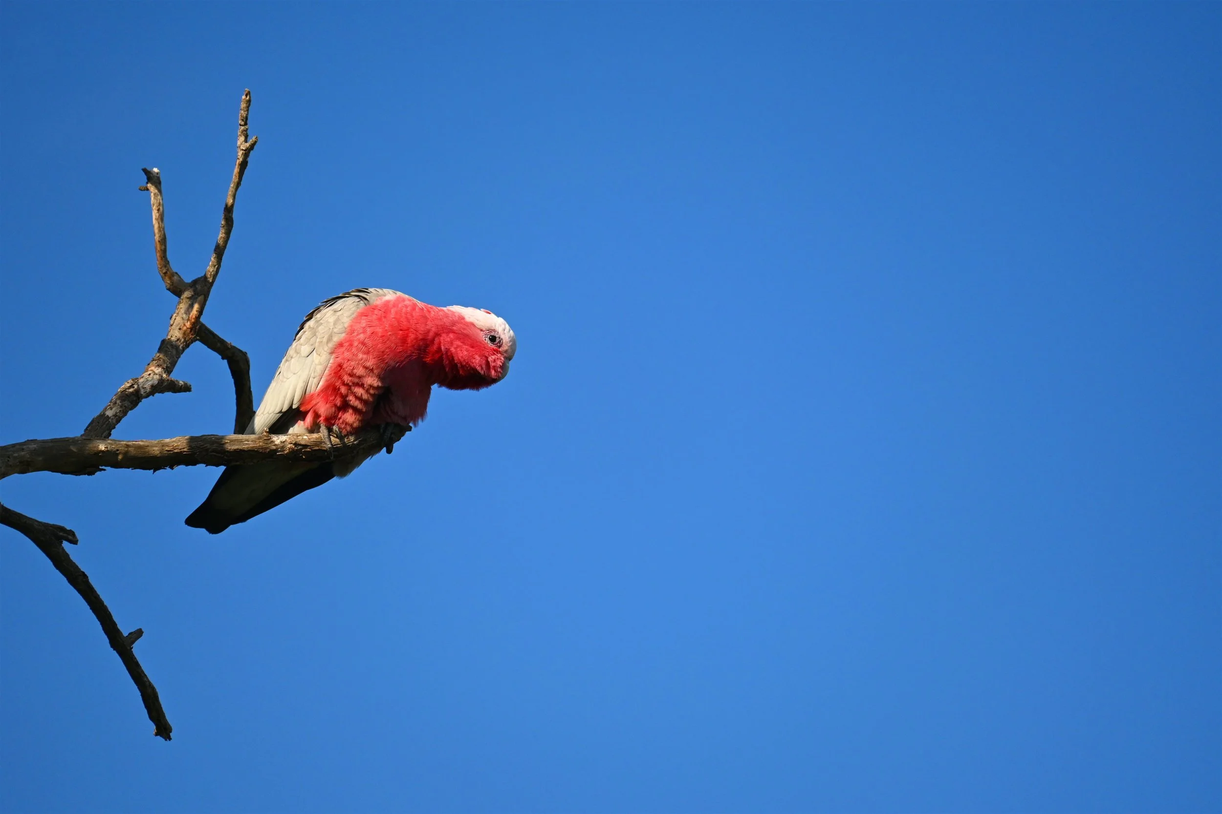 The Curious Galah