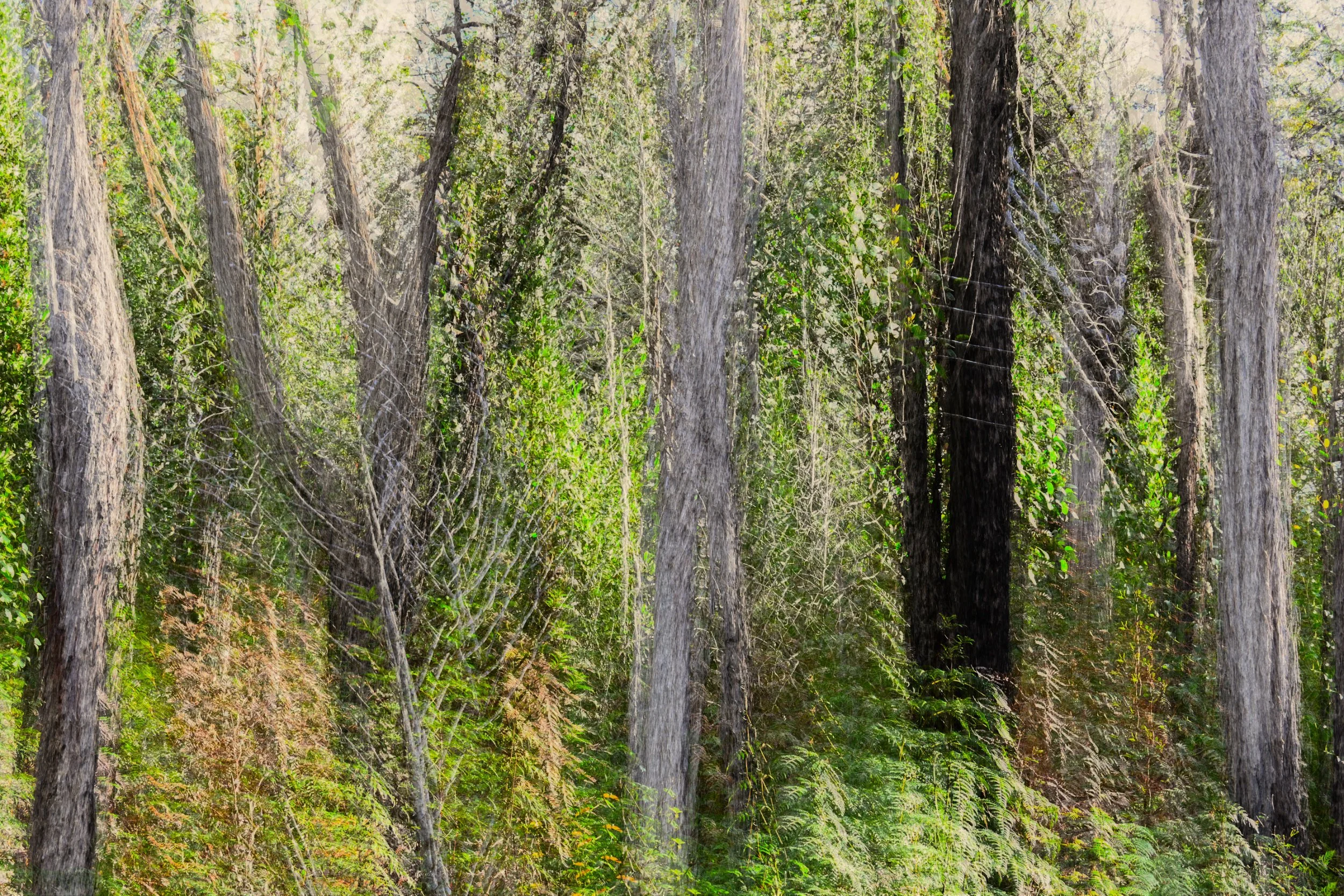 Textured Trees