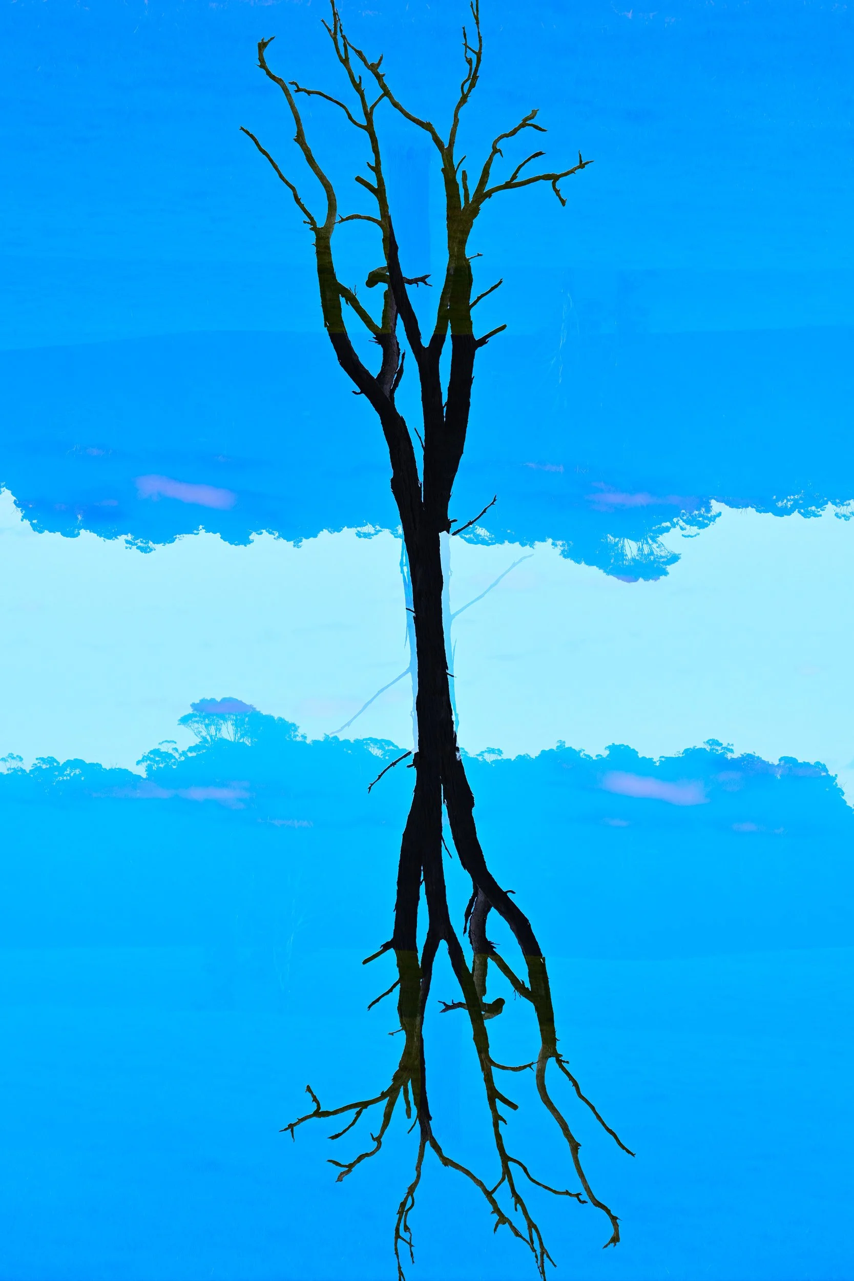 Upside Down Tree