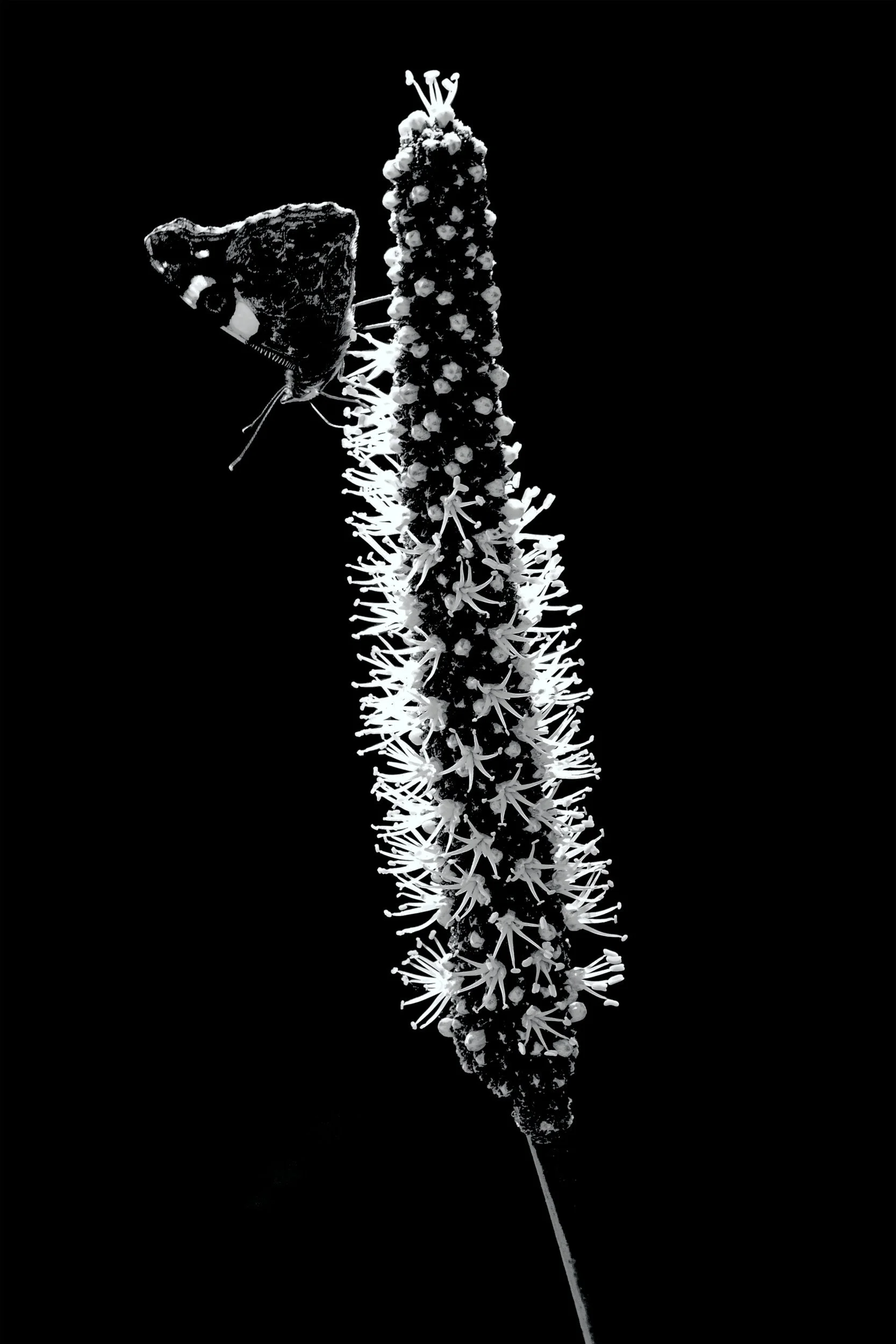 Admiral Butterfly On the Spike