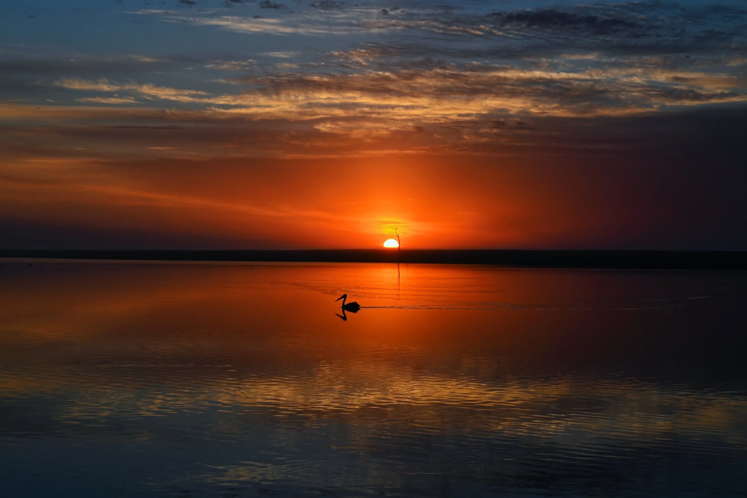 Pelican Sunrise - Lake Tyers