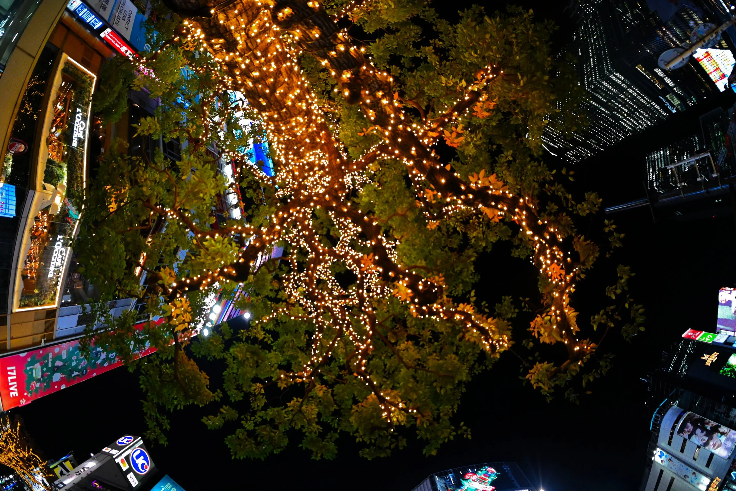 Under The Tree at Shibuya Crossing