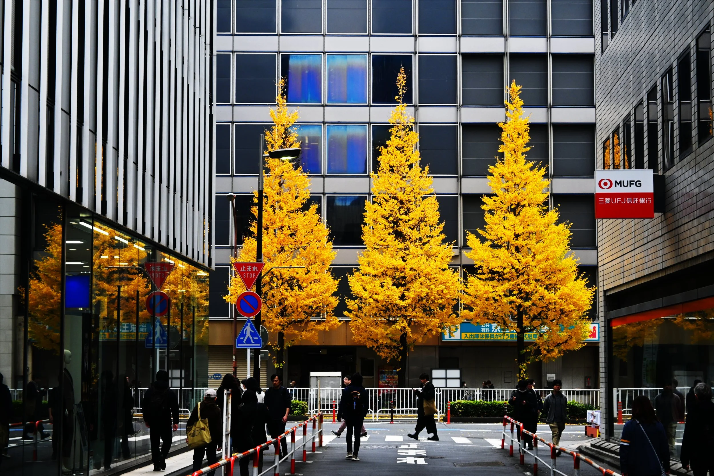 Autumn Trees in Shinjuku