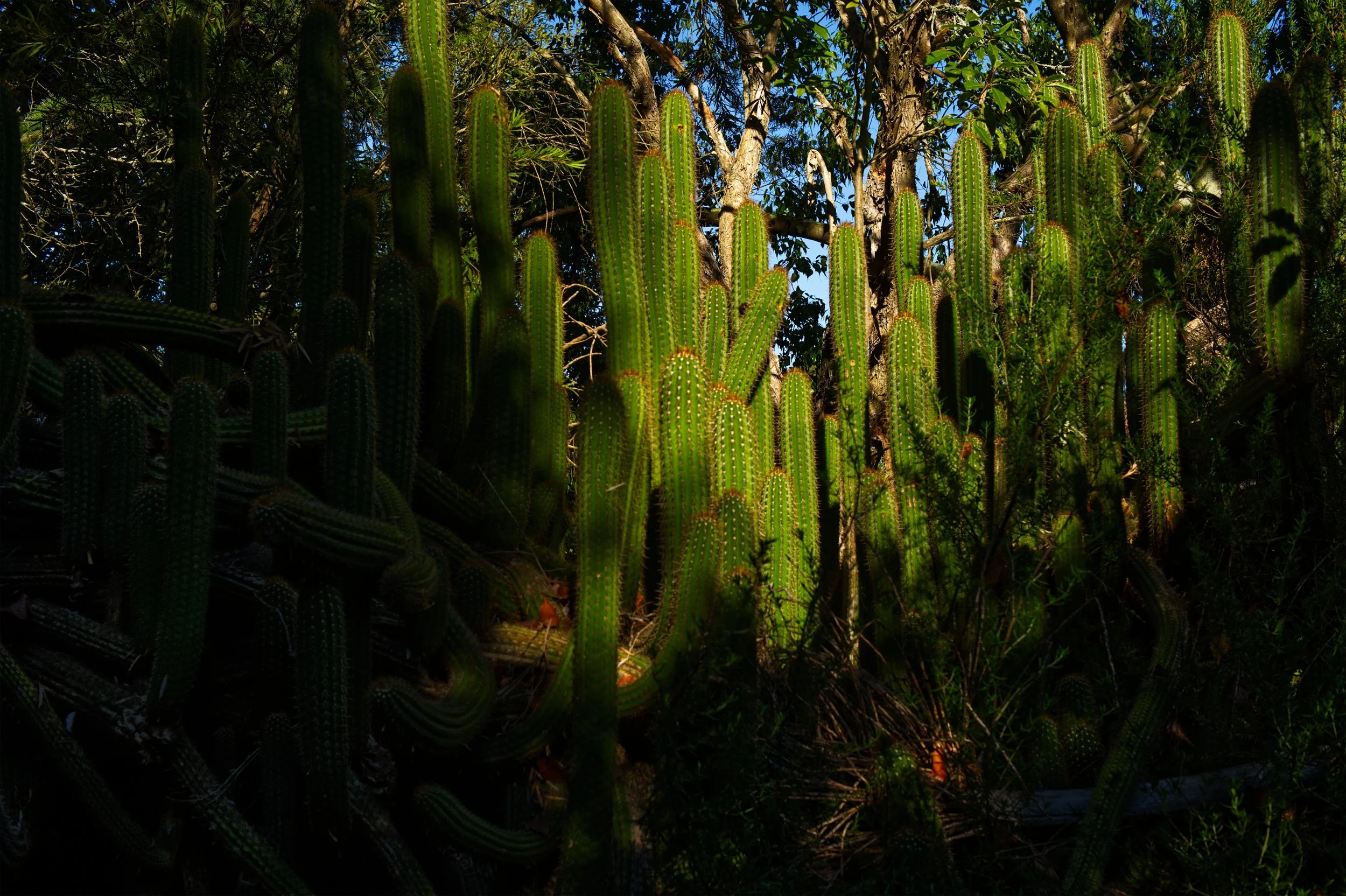 Cactus Garden