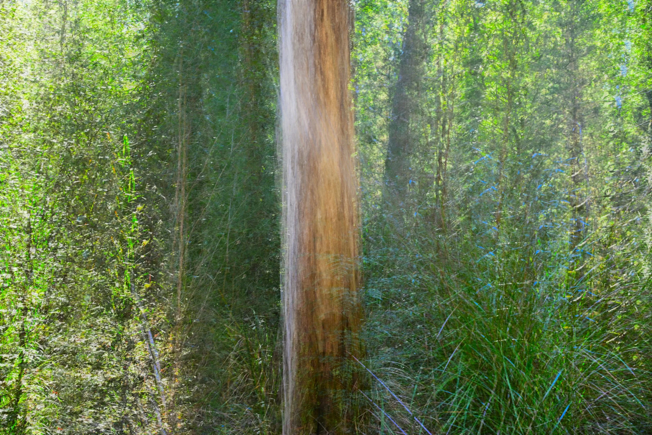 Echoes of a Tree