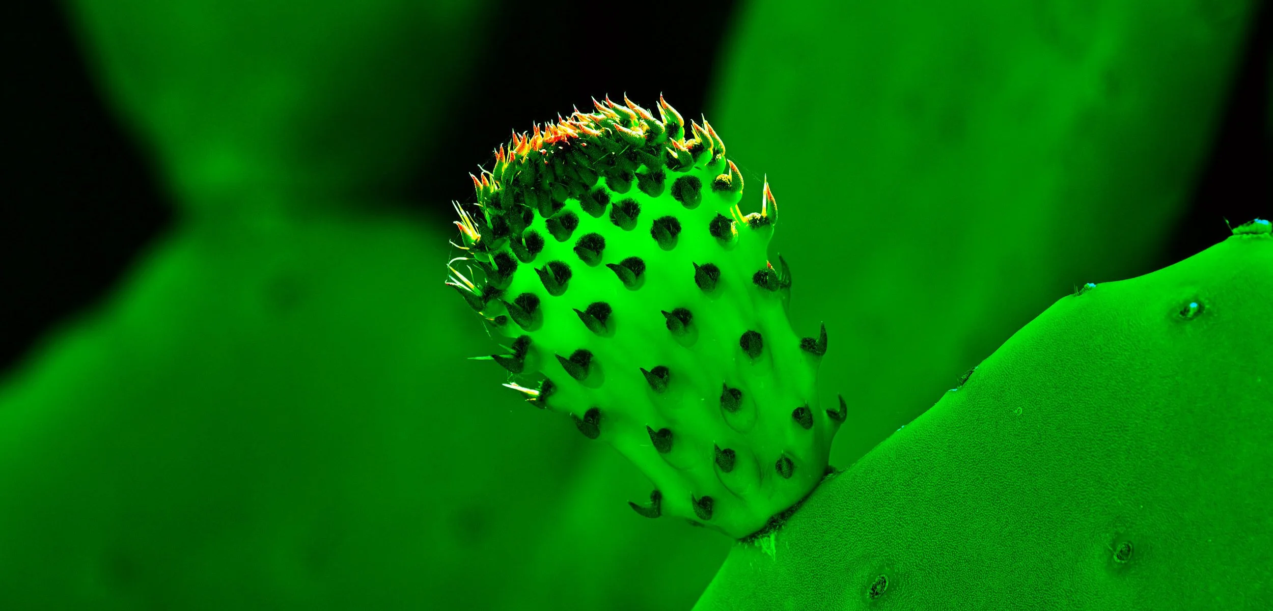 Site Pic - Cactus Head.jpg
