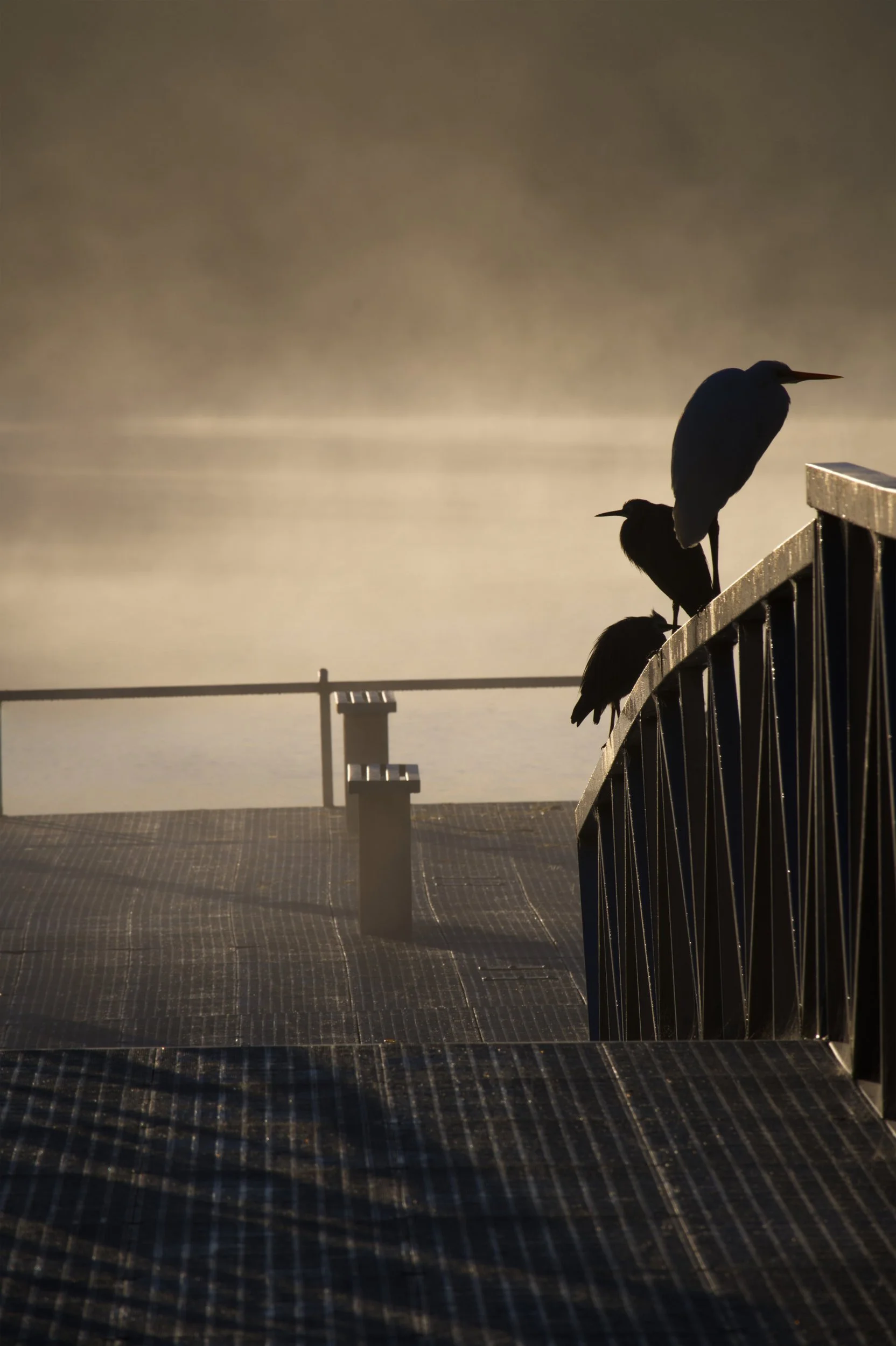 Herons Having A Rest