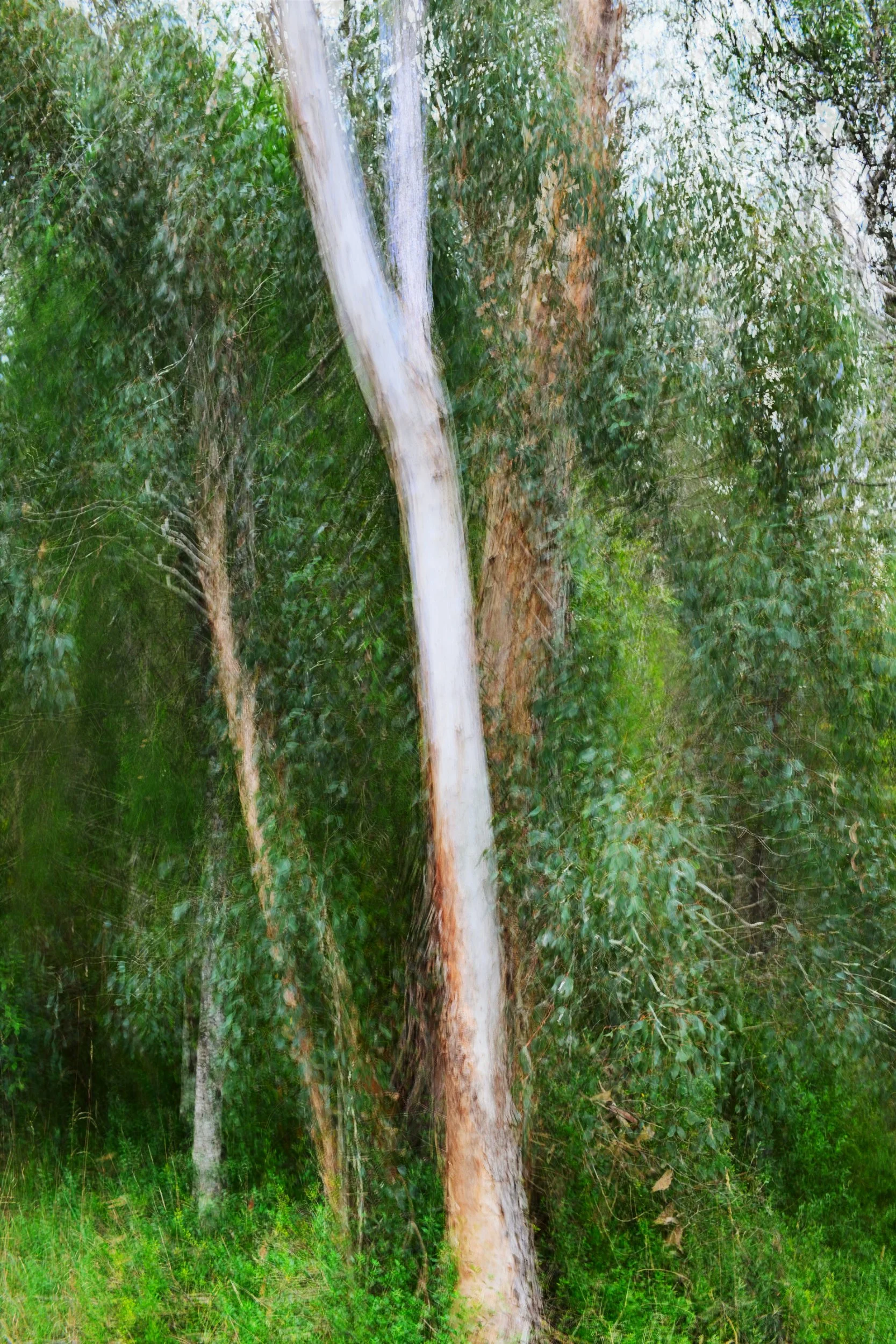 Single Ghost pole