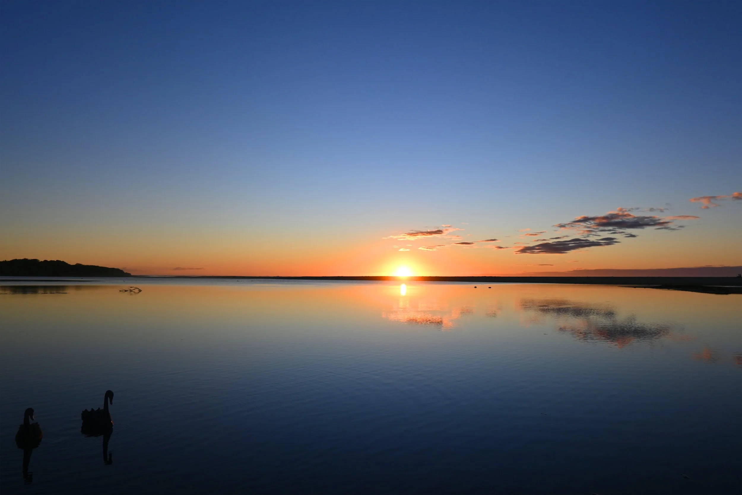 Black Swan Sunrise - Lake Tyers