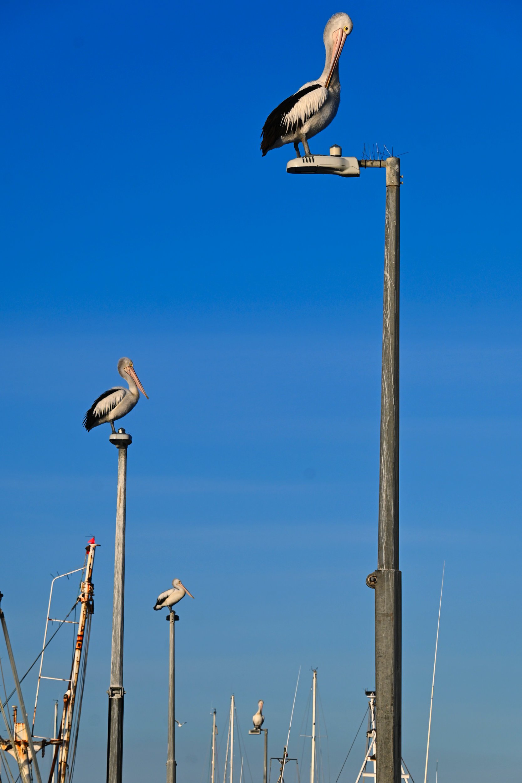 Four Pelicans.jpg