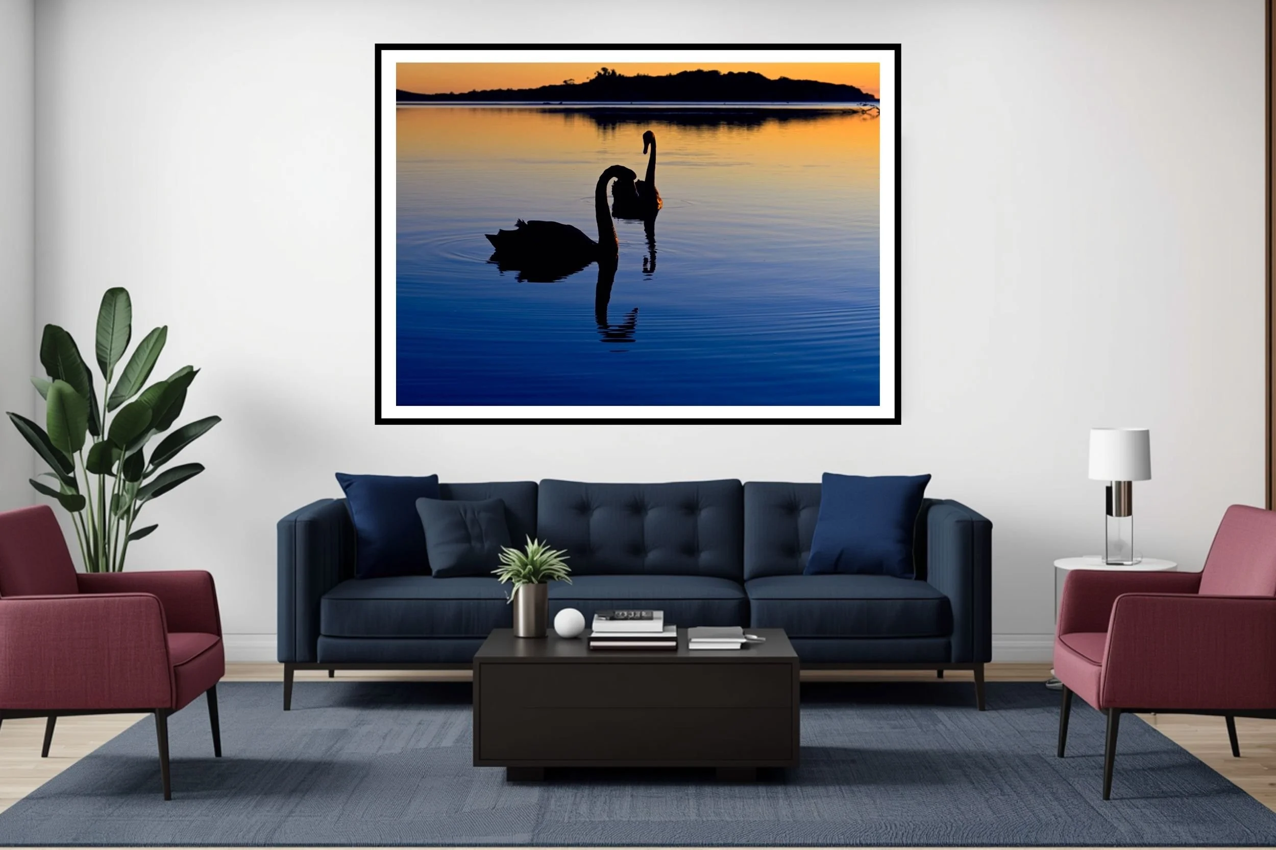 A pair of Black Swans swimming upclose at Lake Tyers in the beautiful Blue-Hour tones before sunrise.