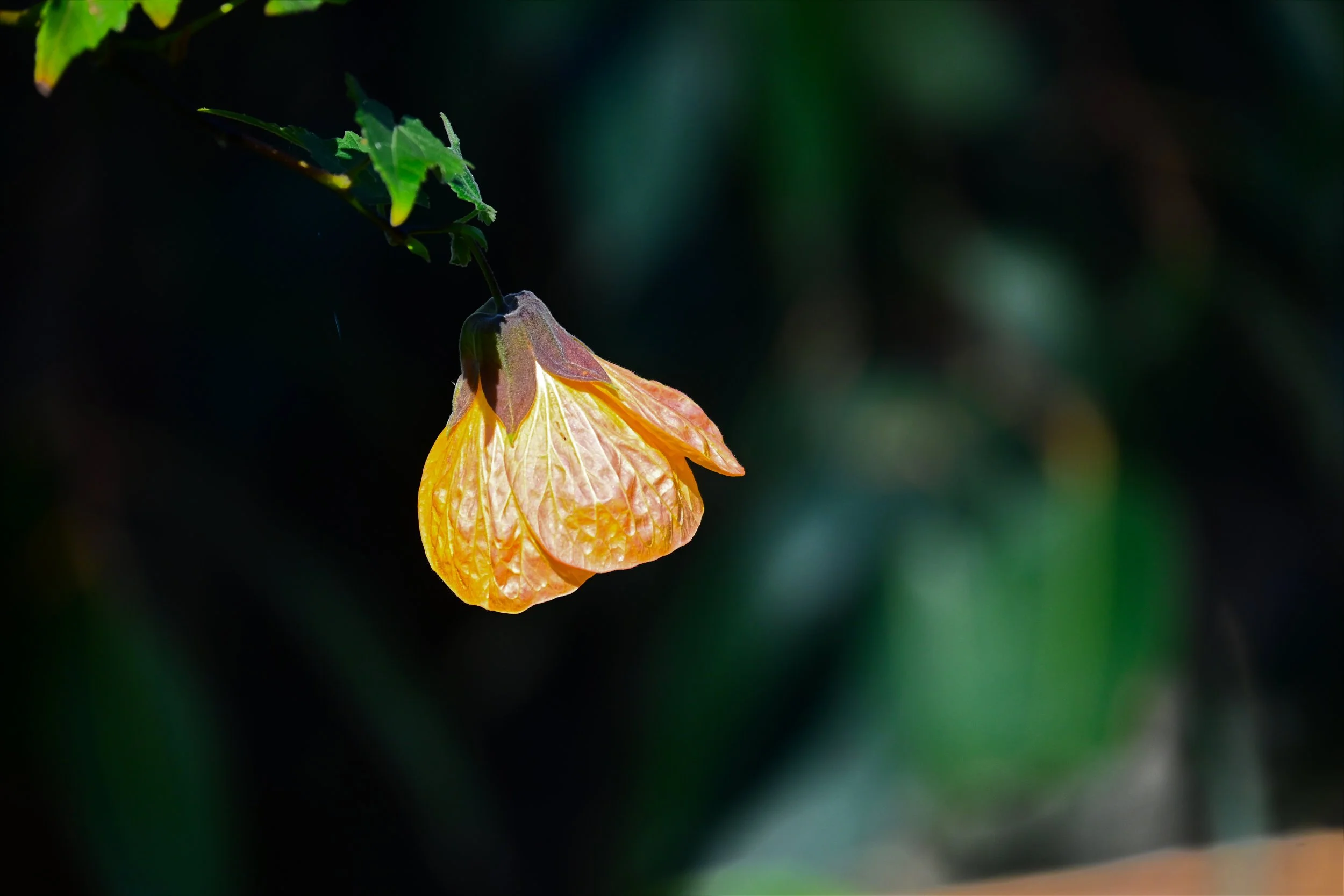 Chinese Lantern Flower