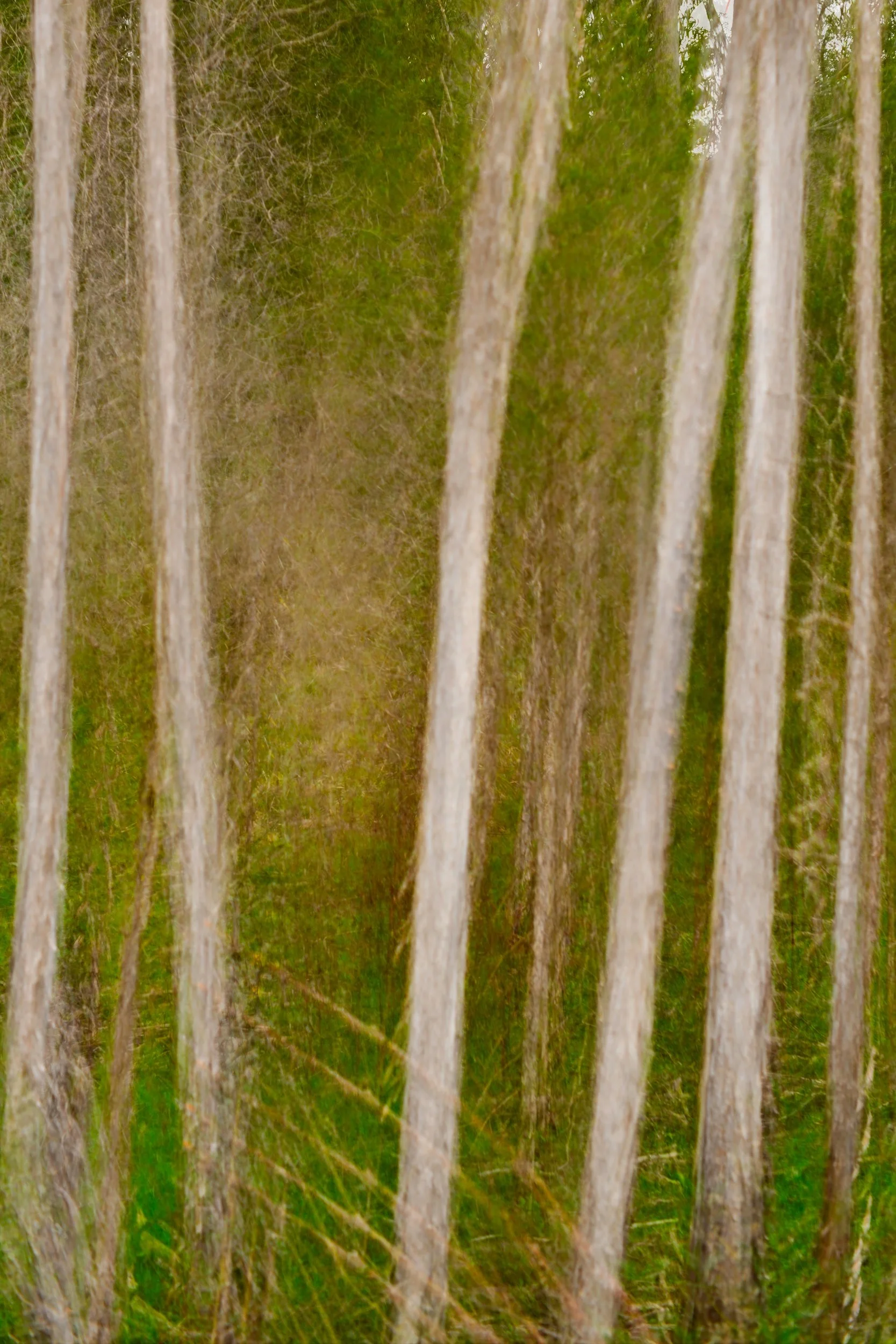 Ghostly Trees